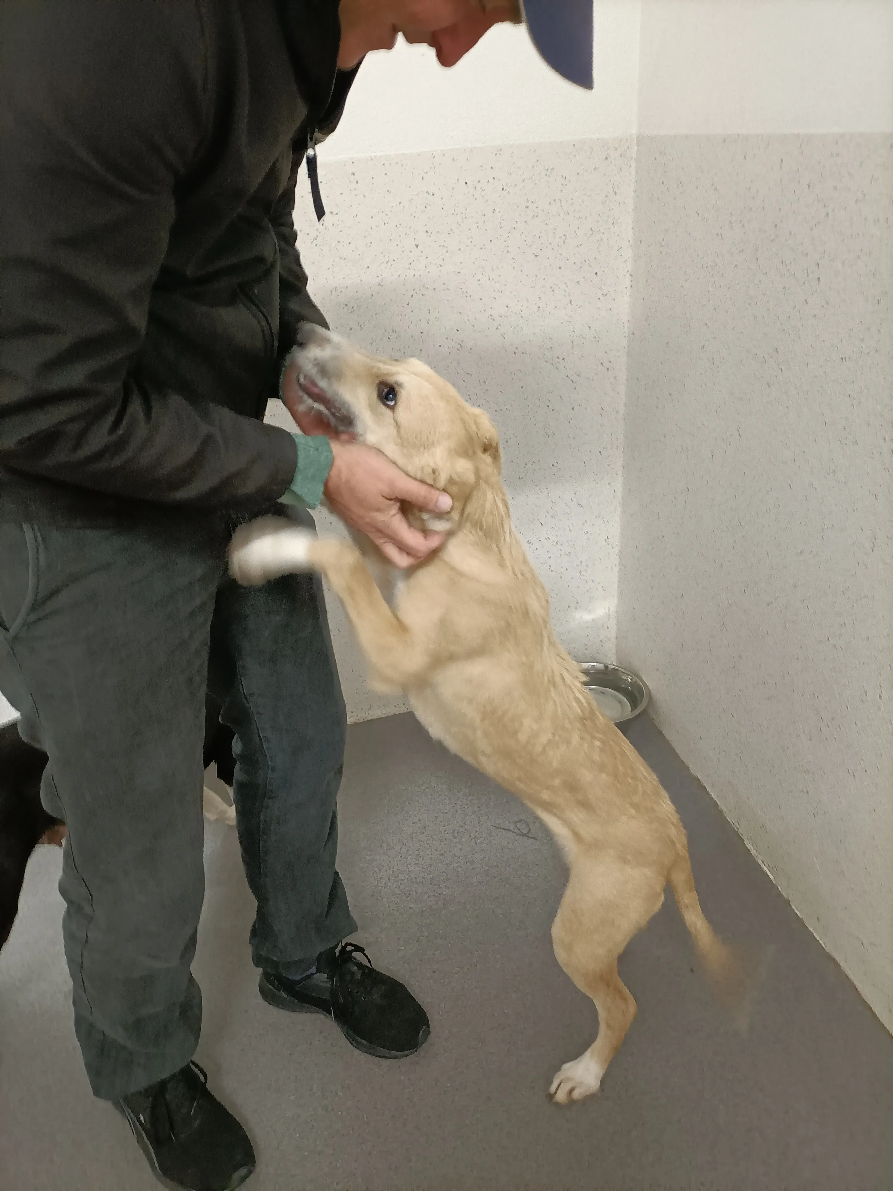 Stuart adozione levrieri greyhound 20