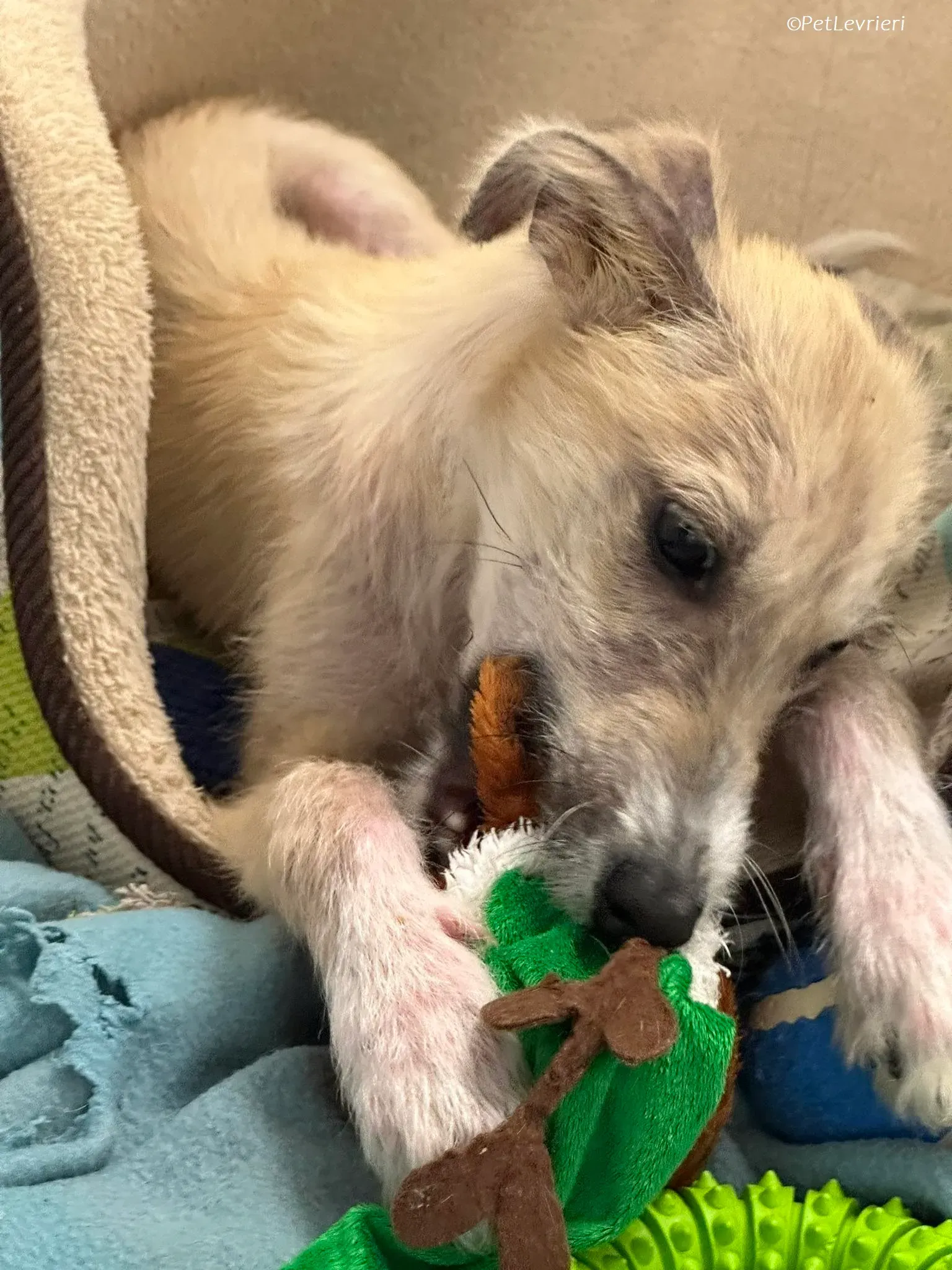 Stuart adozione levrieri greyhound 3