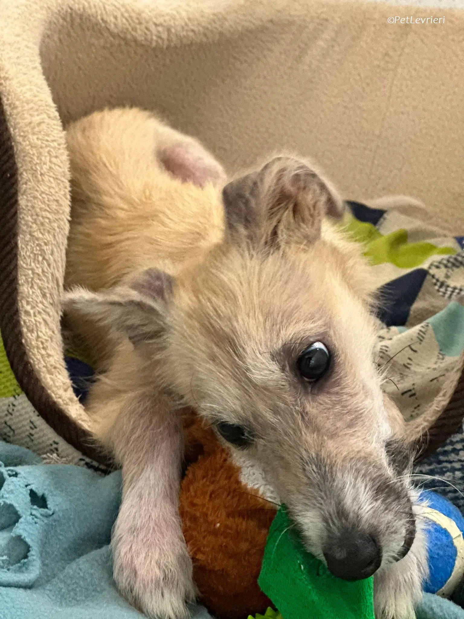 Stuart adozione levrieri greyhound 4