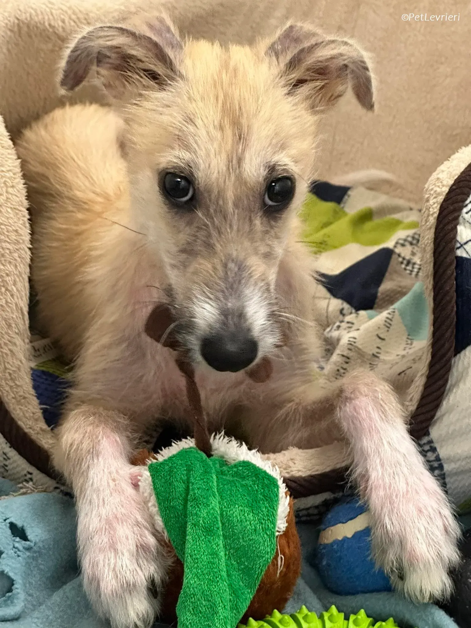 Stuart adozione levrieri greyhound 5