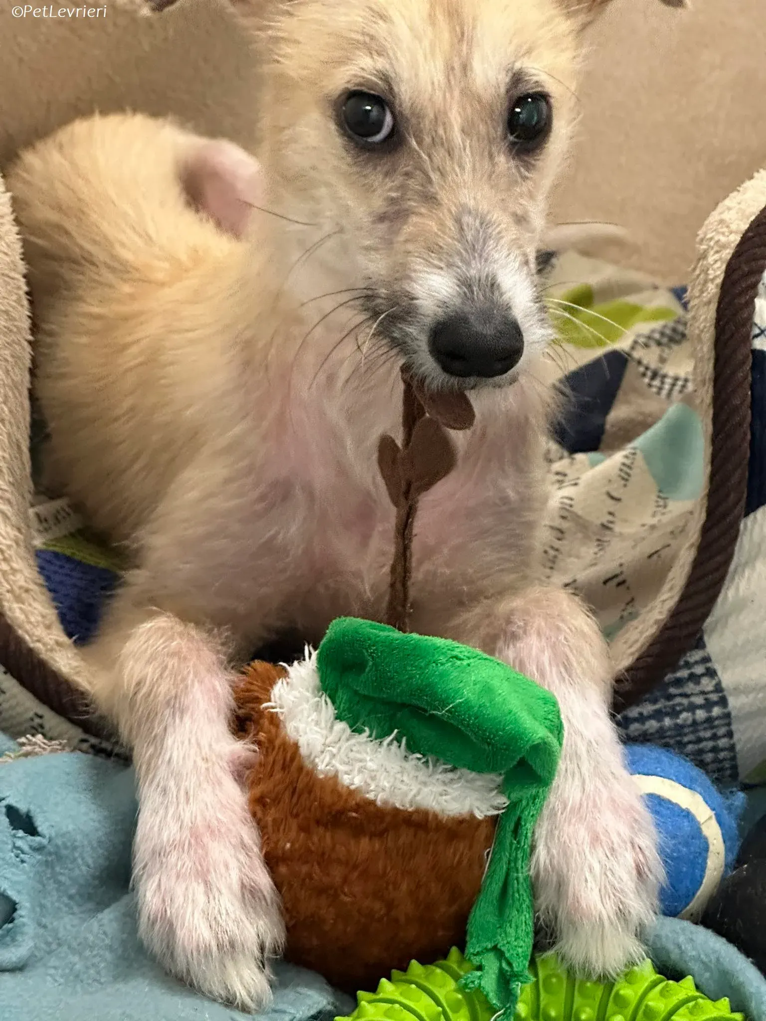 Stuart adozione levrieri greyhound 6