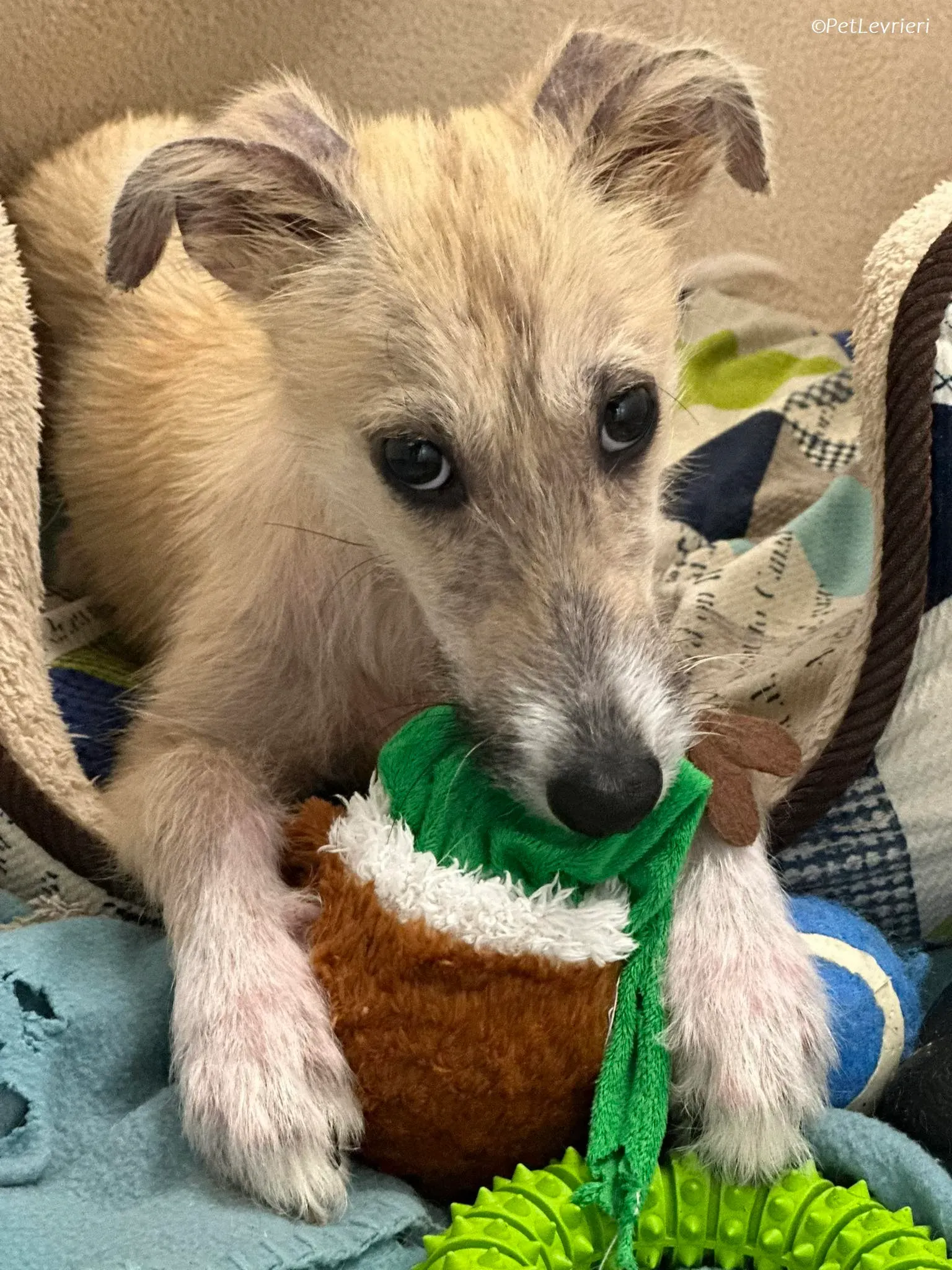 Stuart adozione levrieri greyhound 7