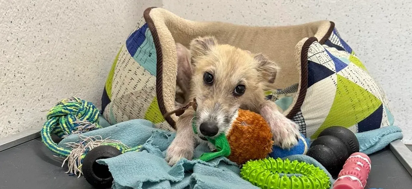 Stuart adozione levrieri greyhound 8 e1694459812915