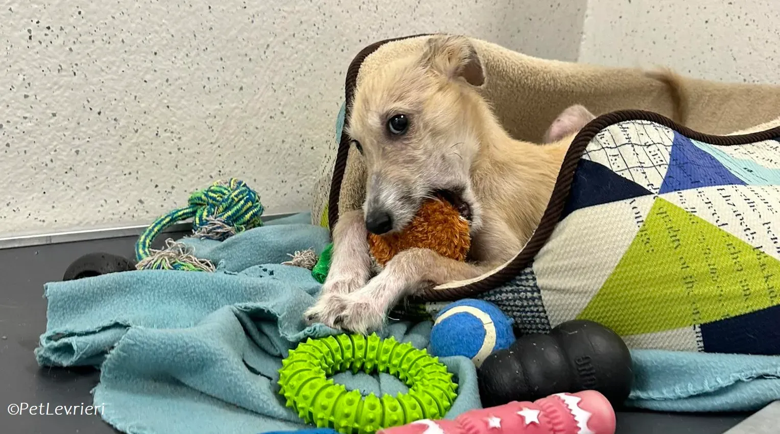 Stuart adozione levrieri greyhound 9