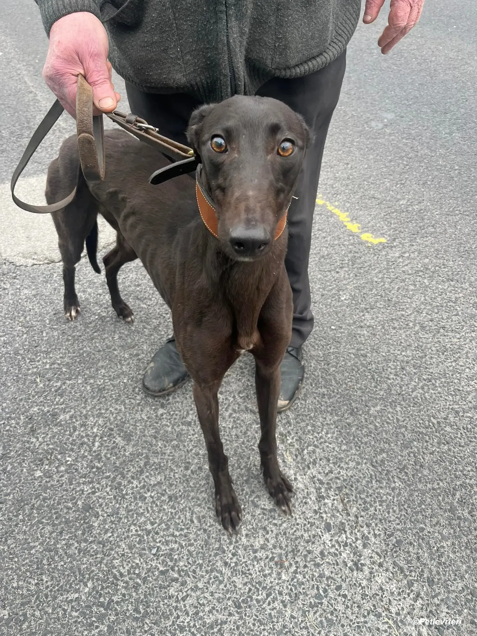 Sue adozione levrieri greyhound 1 1