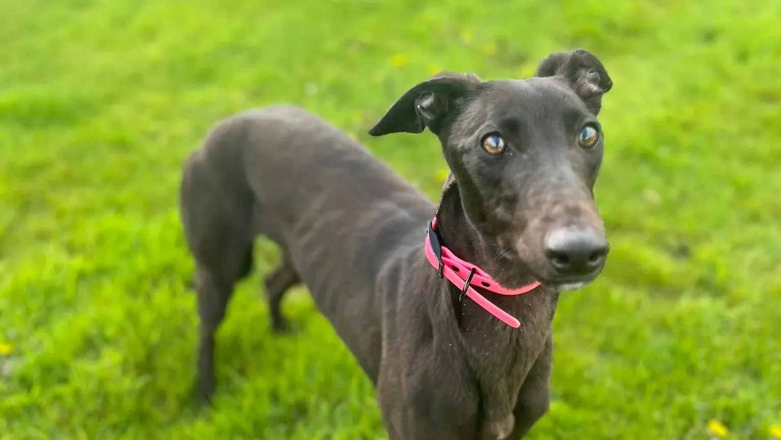 Sue adozione levrieri greyhound 10 e1682428930477