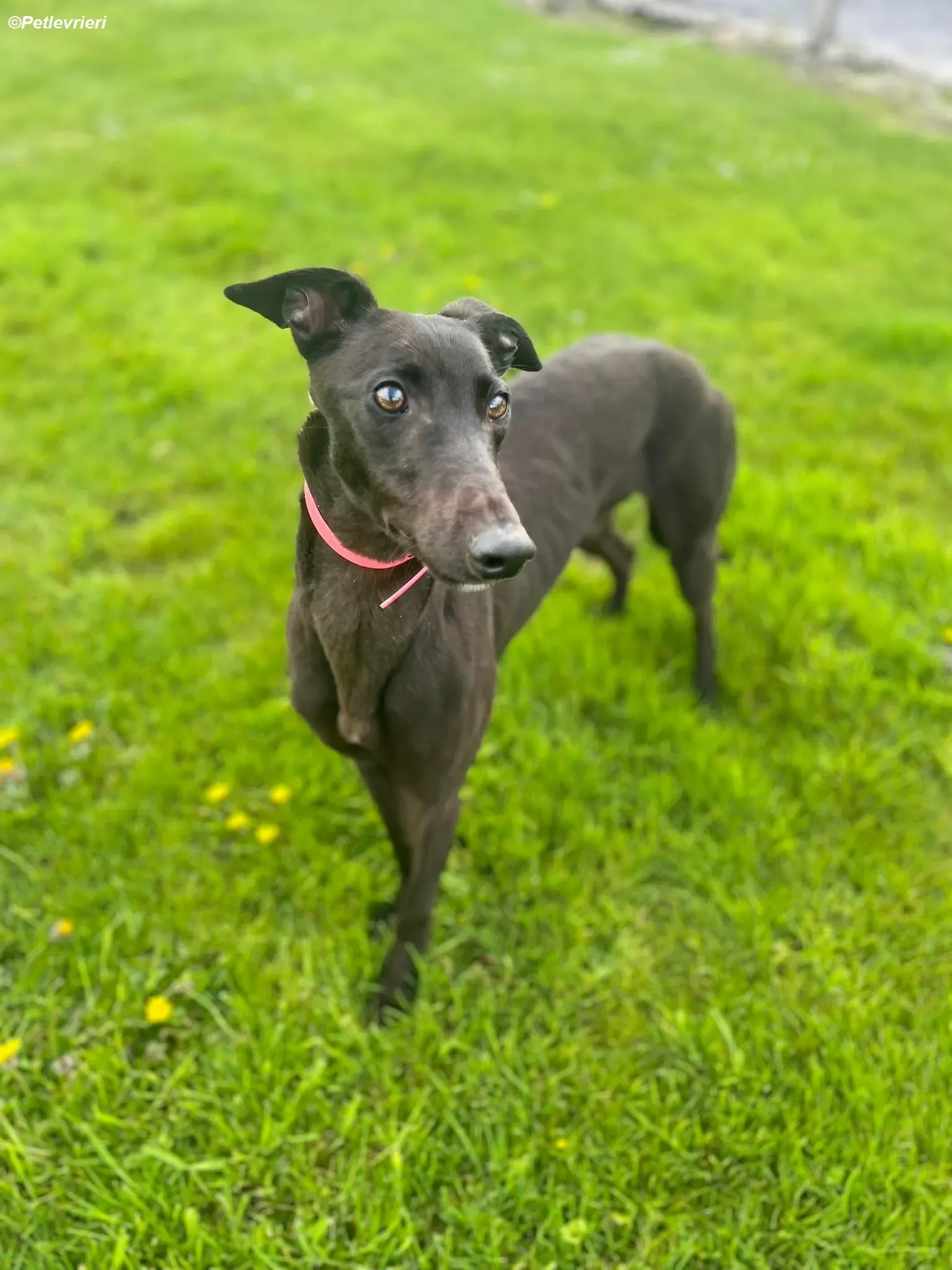 Sue adozione levrieri greyhound 11