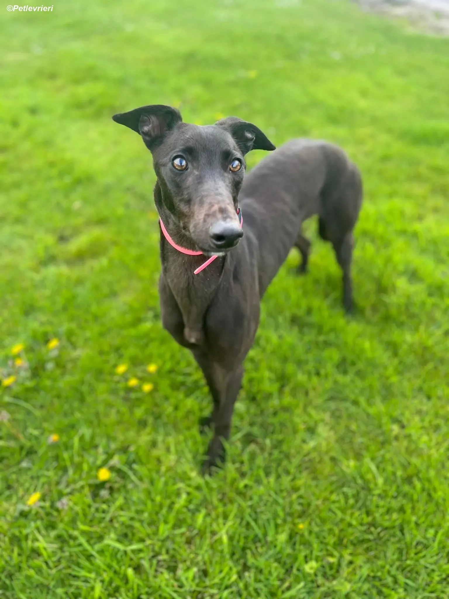 Sue adozione levrieri greyhound 12