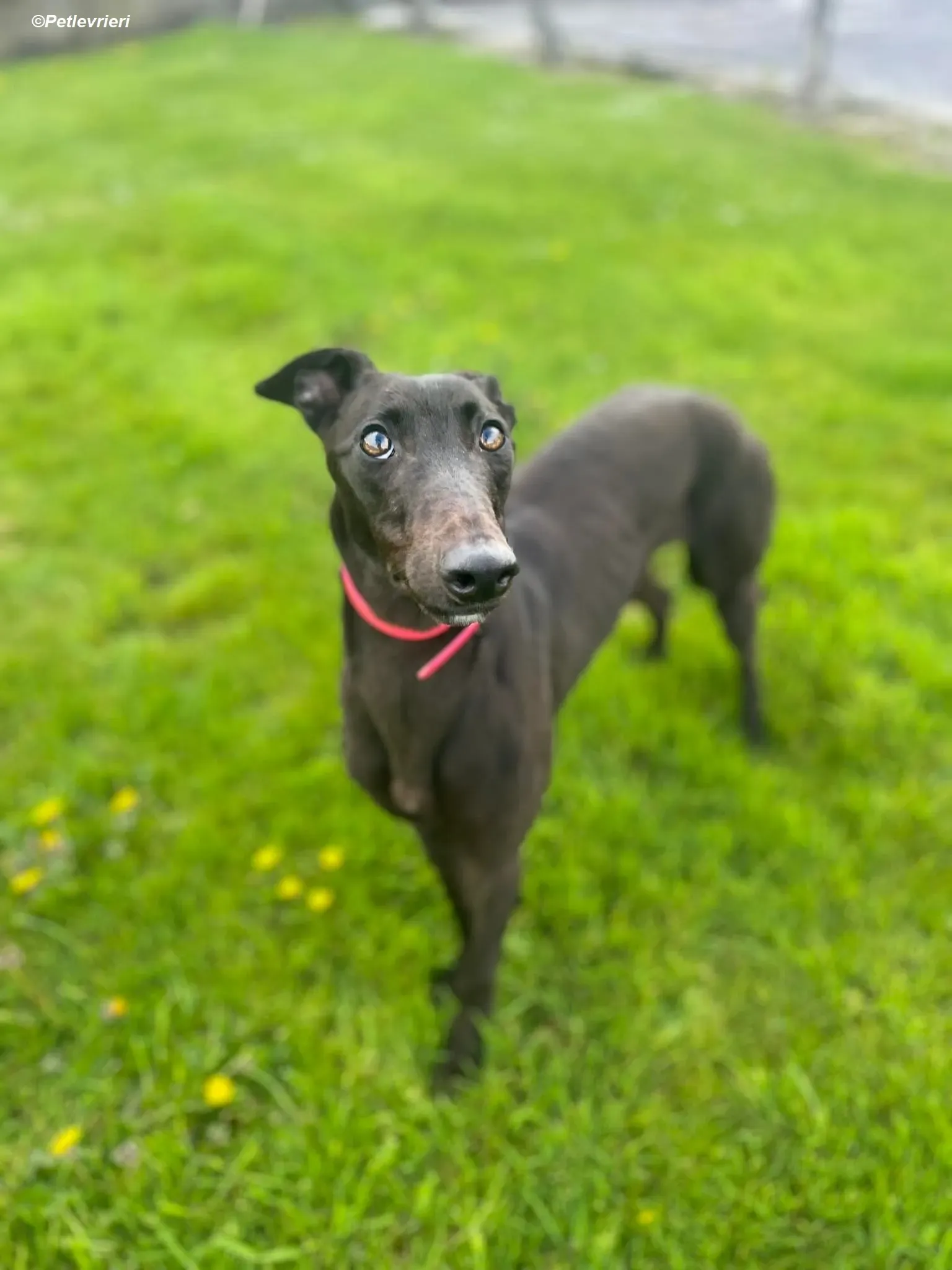 Sue adozione levrieri greyhound 13