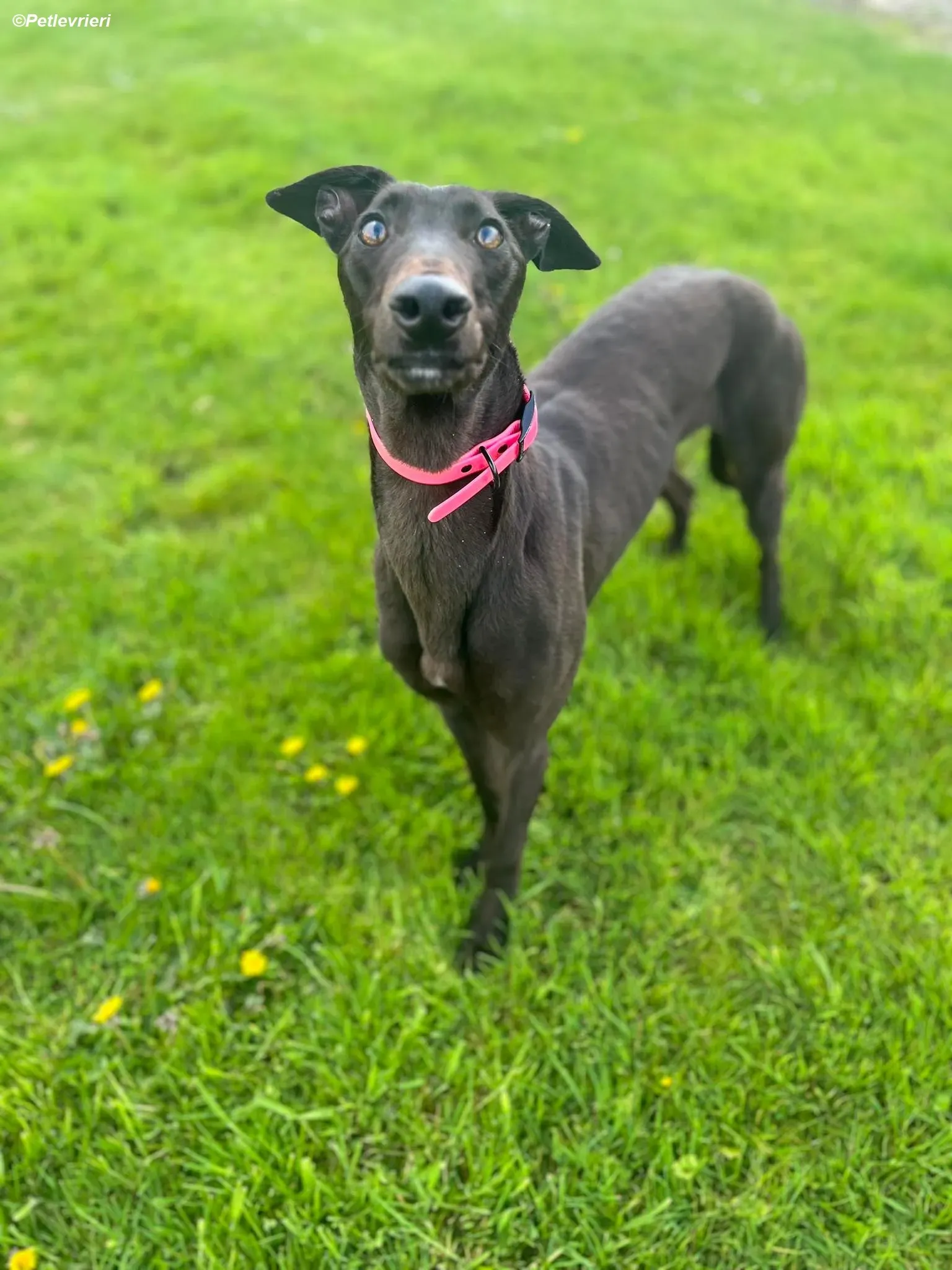 Sue adozione levrieri greyhound 14