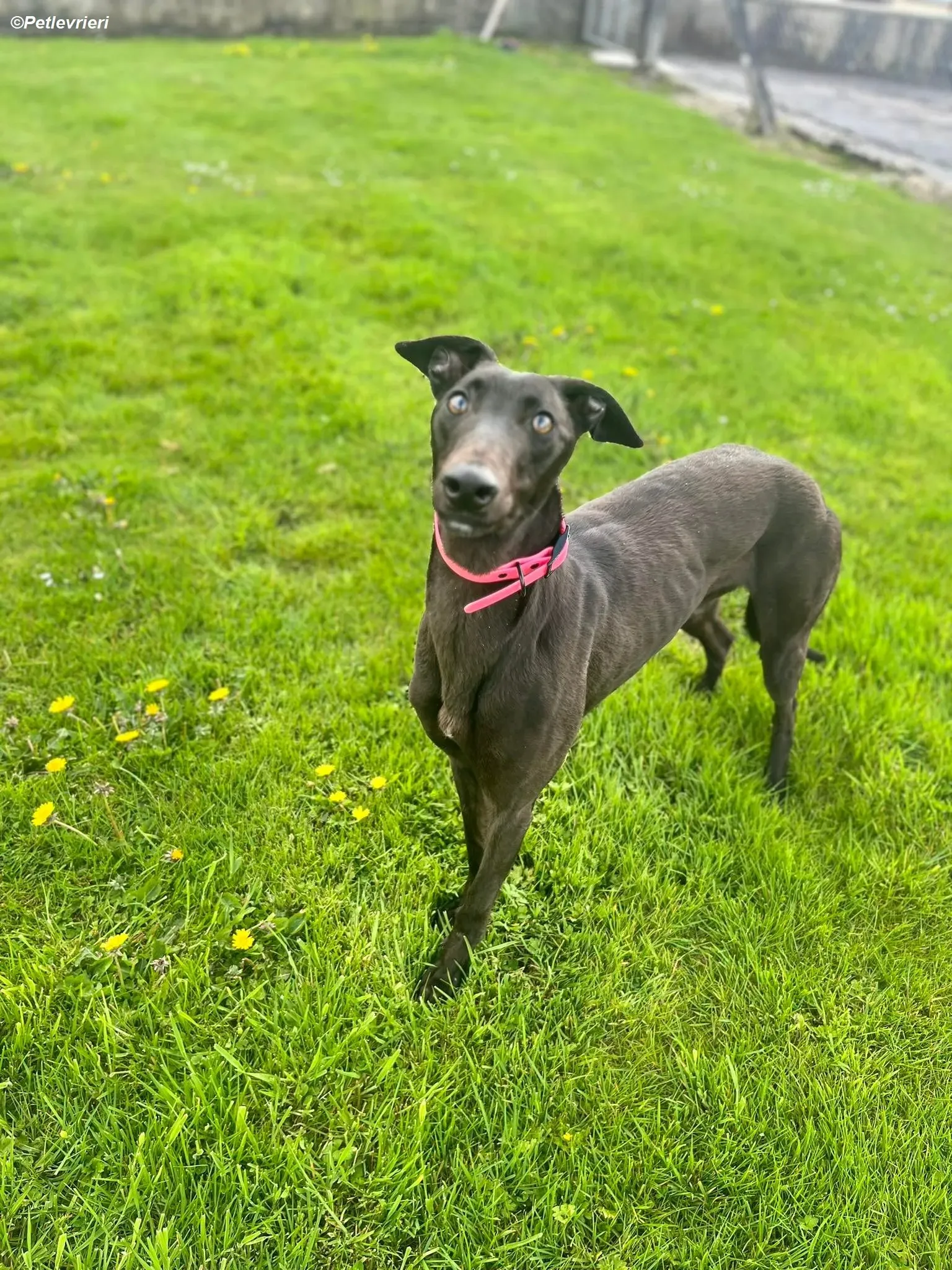 Sue adozione levrieri greyhound 15