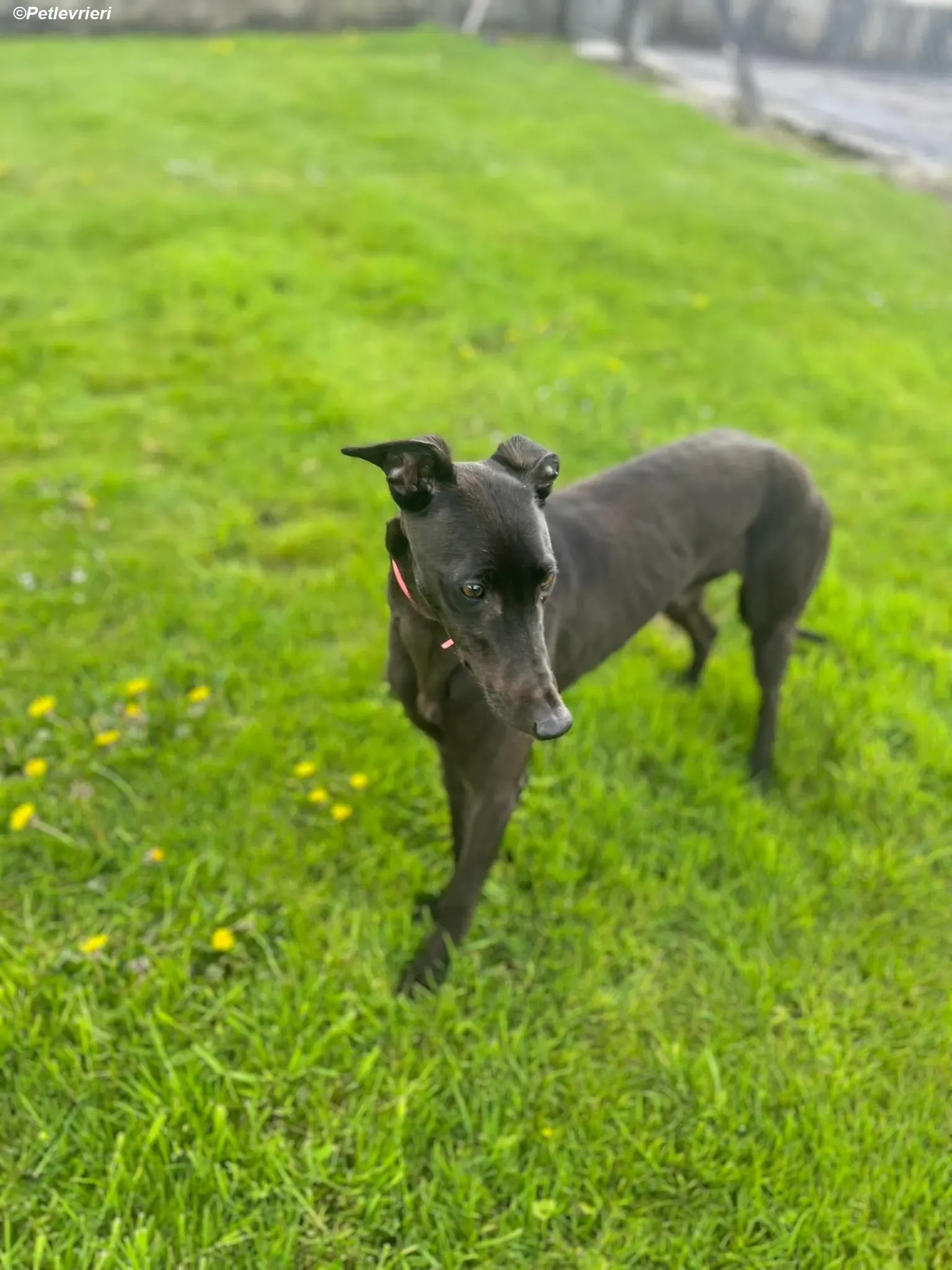 Sue adozione levrieri greyhound 16