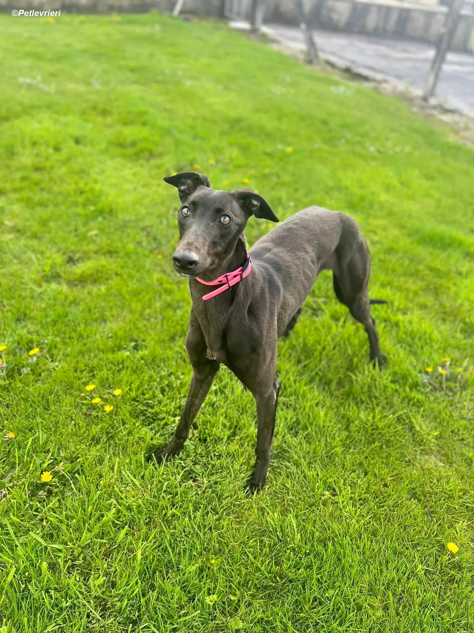 Sue adozione levrieri greyhound 17