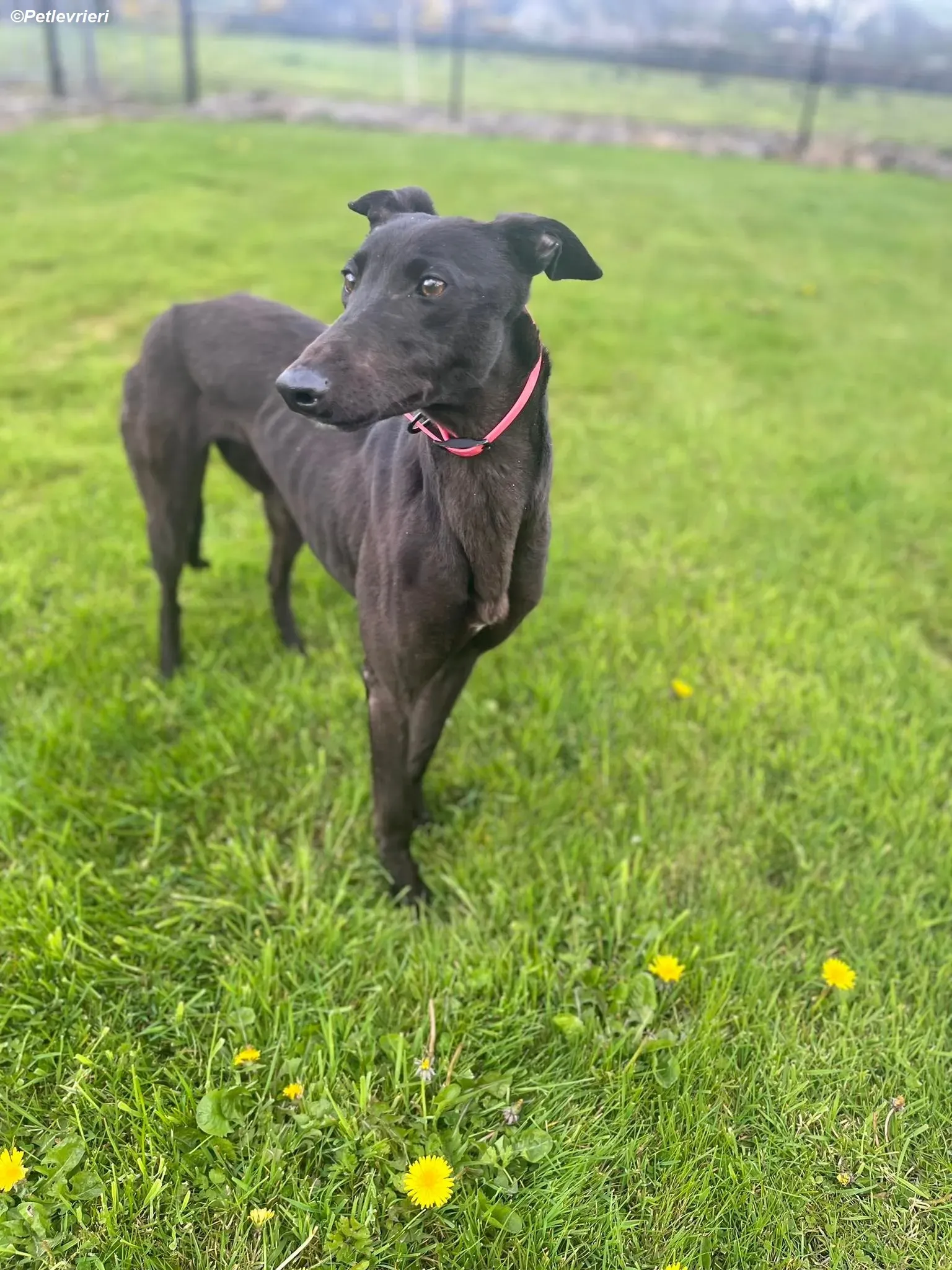 Sue adozione levrieri greyhound 18