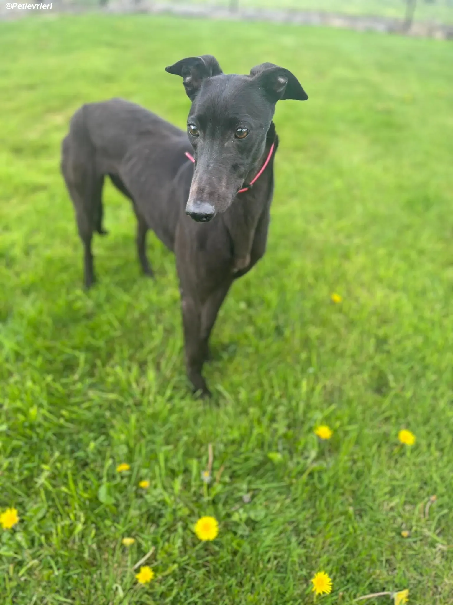 Sue adozione levrieri greyhound 19