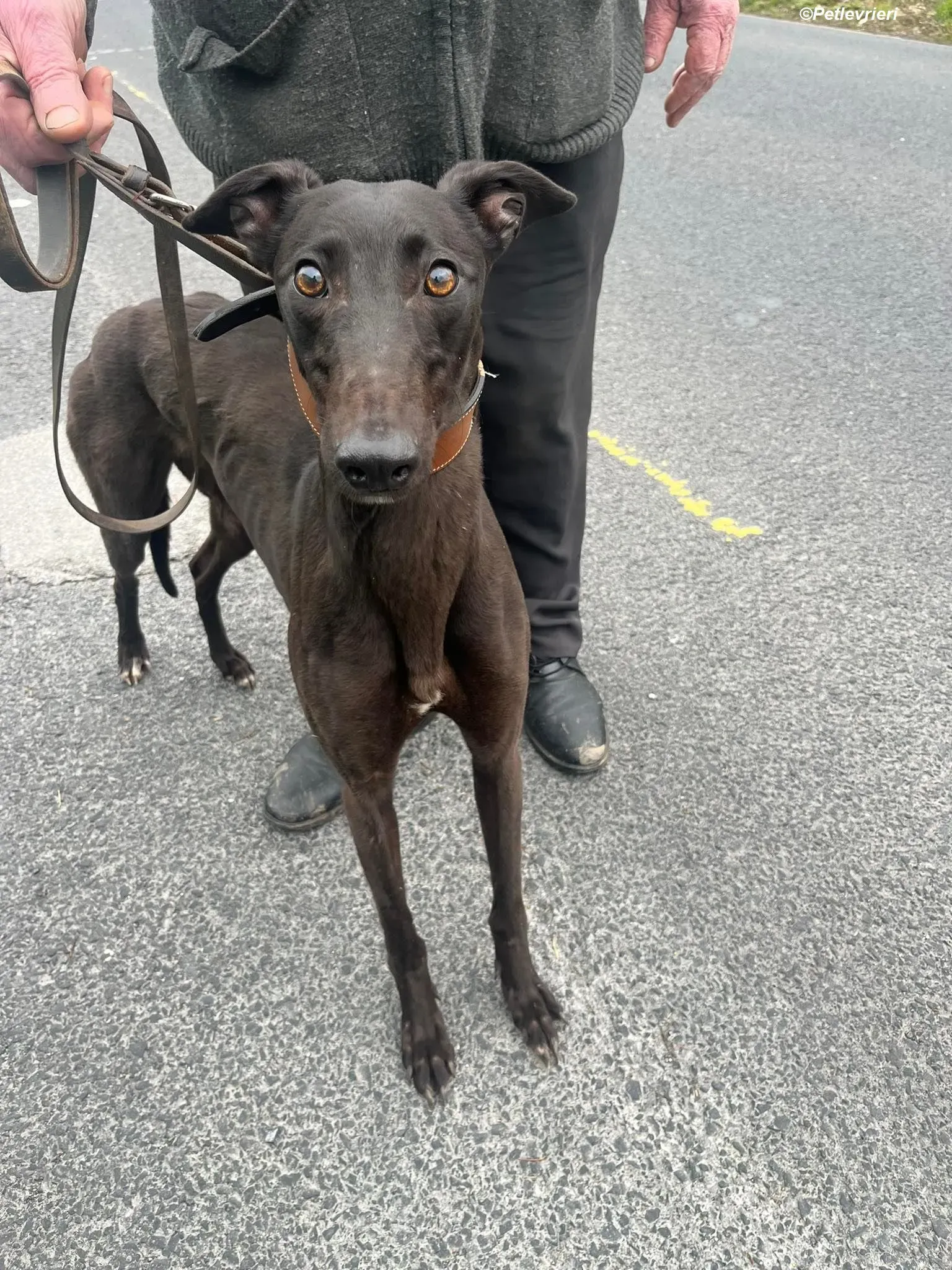 Sue adozione levrieri greyhound 2 1