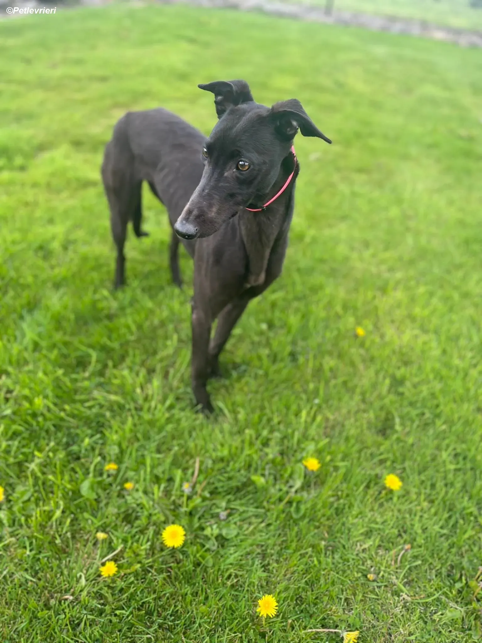 Sue adozione levrieri greyhound 20