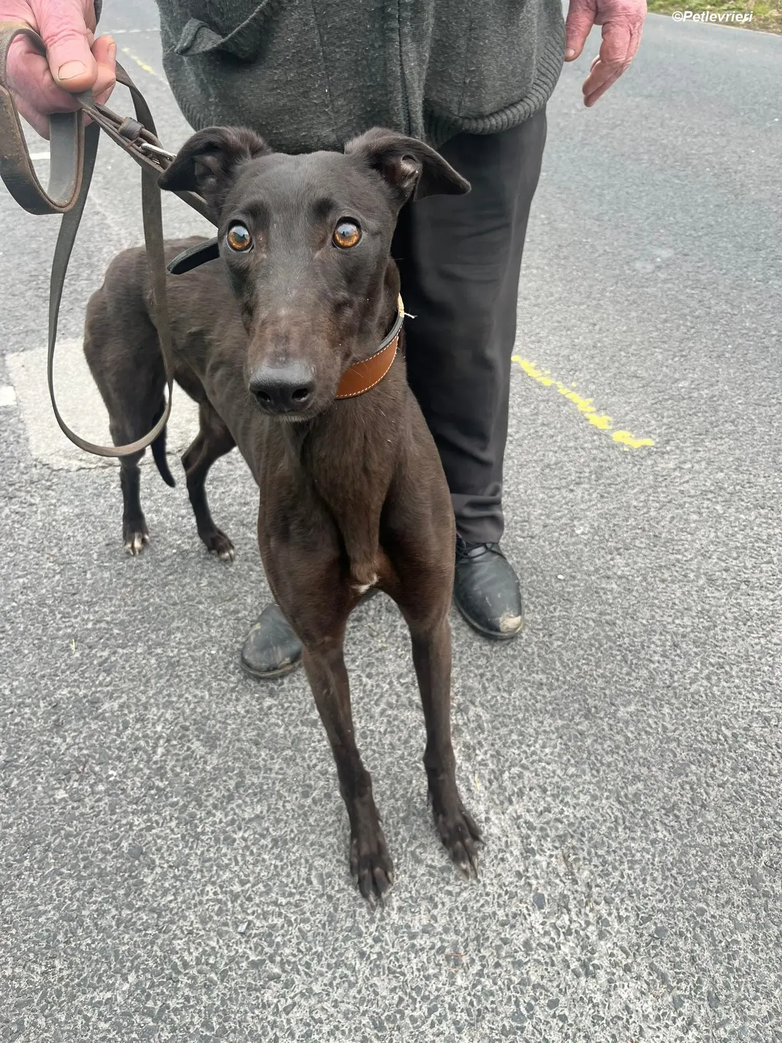 Sue adozione levrieri greyhound 3 1