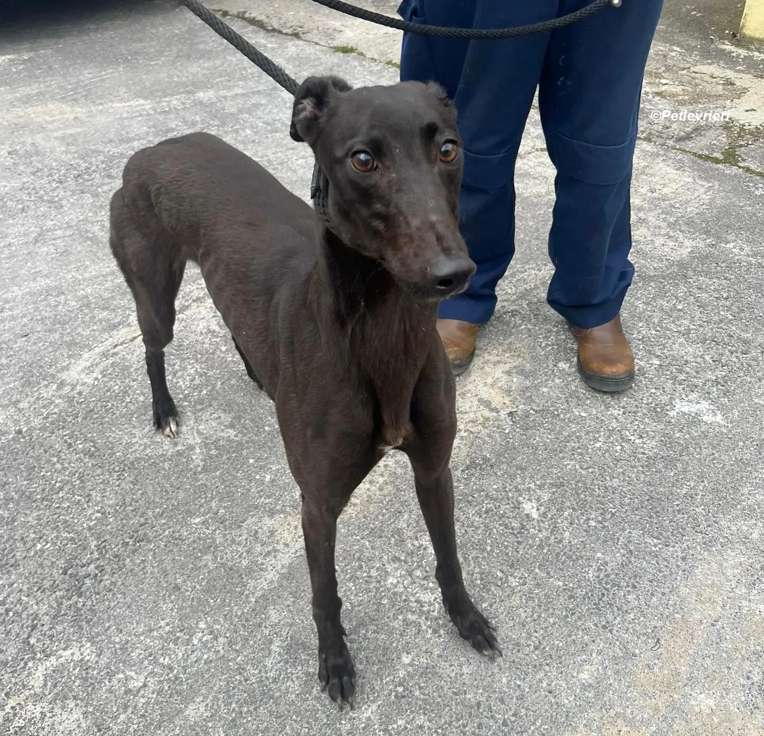 Sue adozione levrieri greyhound 5 1