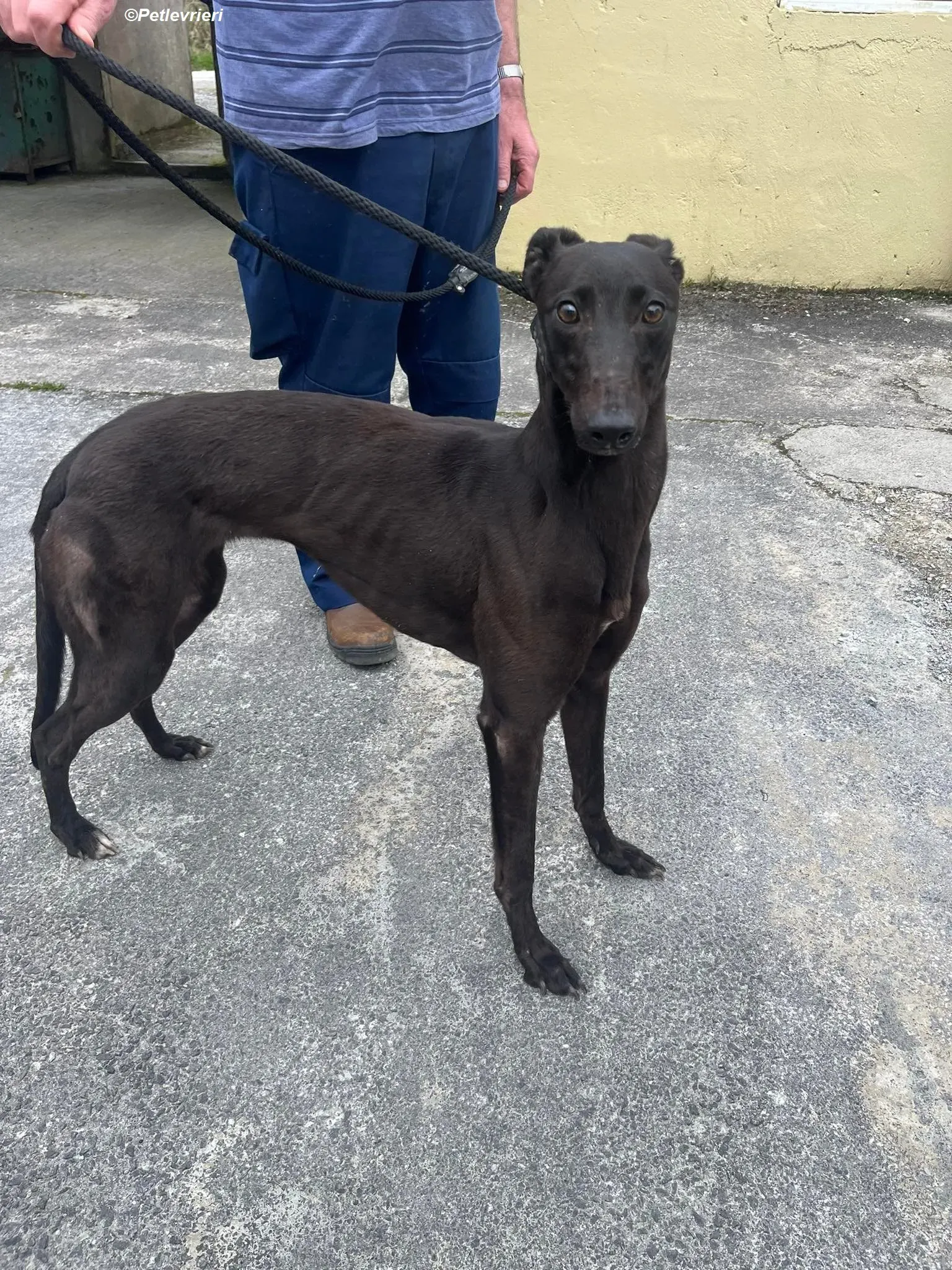 Sue adozione levrieri greyhound 6 1