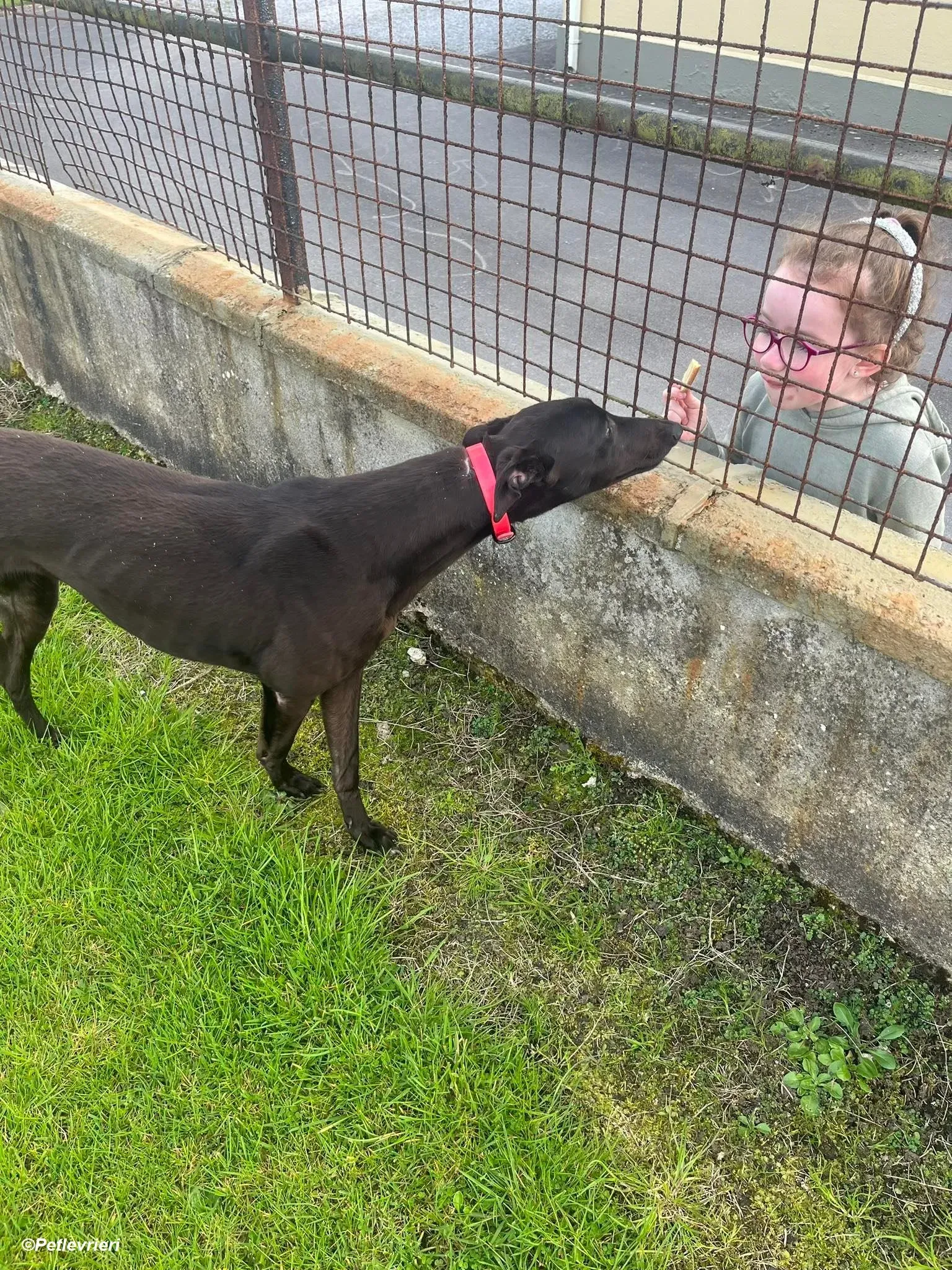 Sue adozione levrieri greyhound 7 1