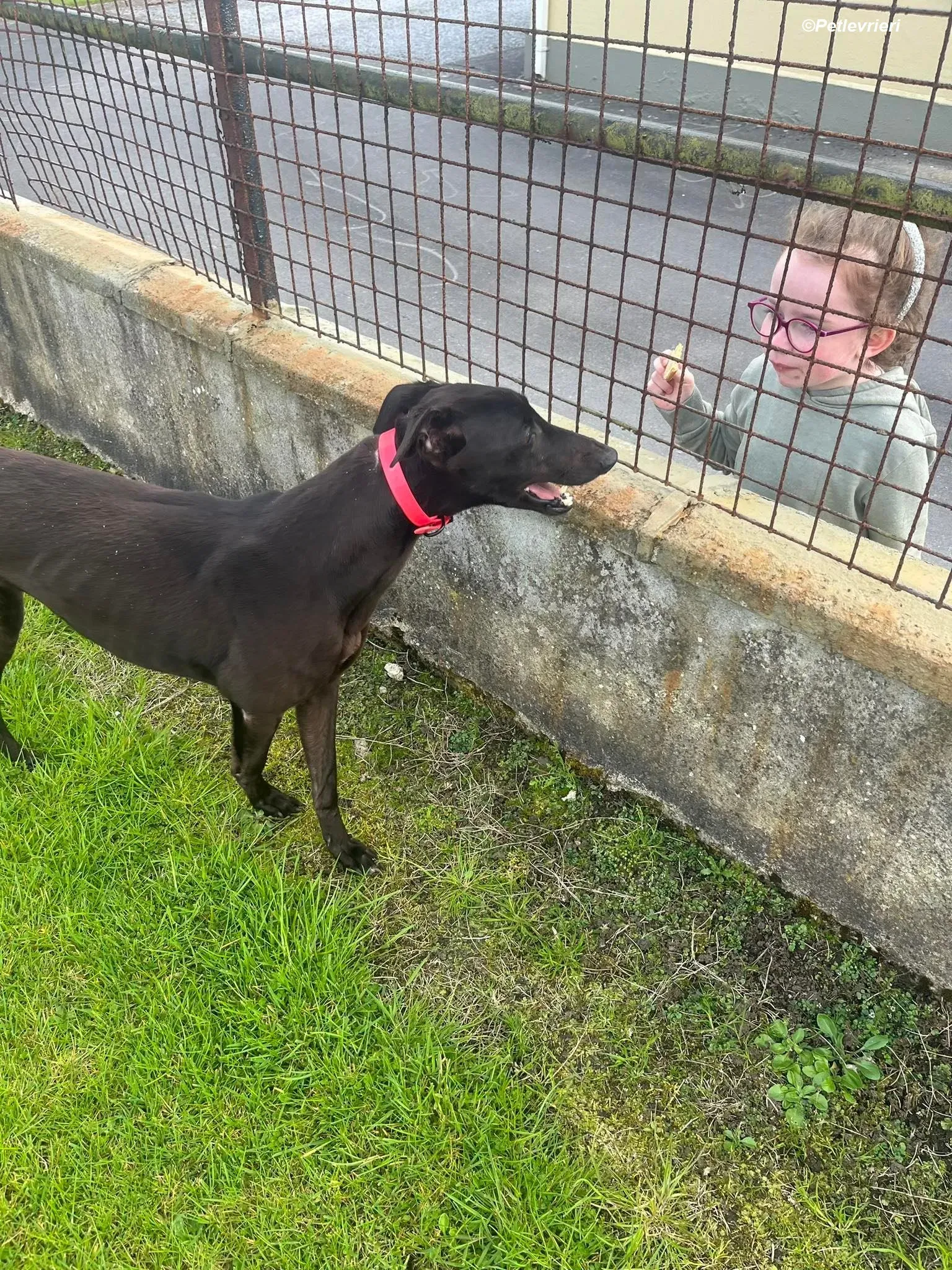 Sue adozione levrieri greyhound 8 1