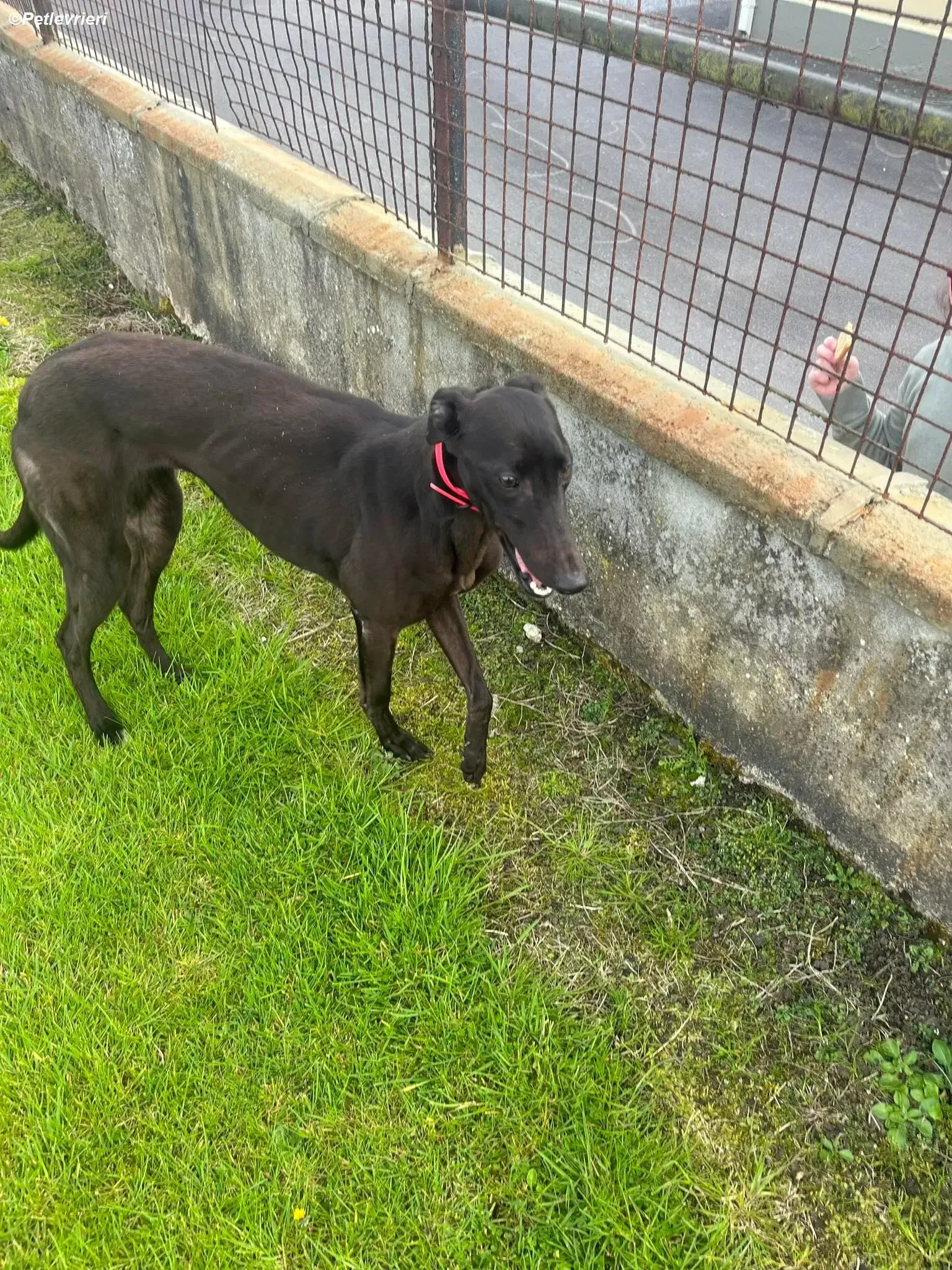 Sue adozione levrieri greyhound 9