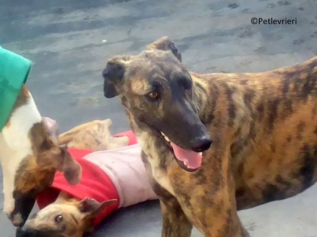 Suerte adozione levrieri galgo 02