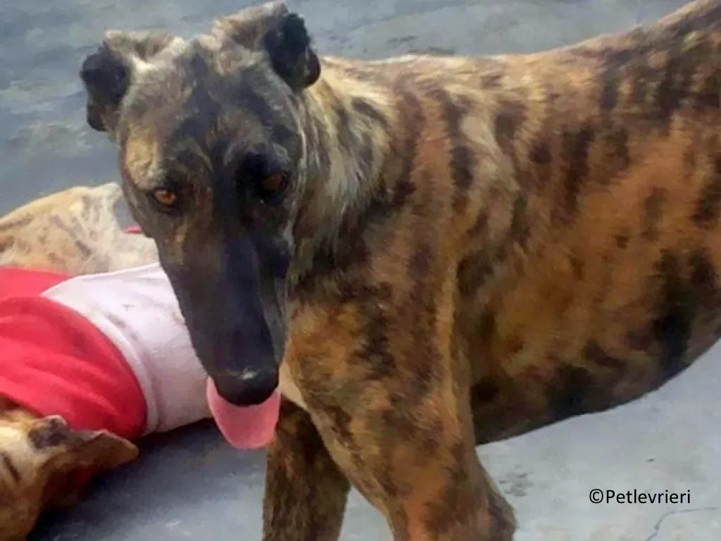 Suerte adozione levrieri galgo 03