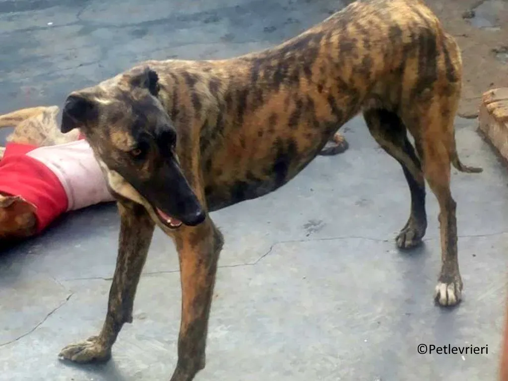 Suerte adozione levrieri galgo 04