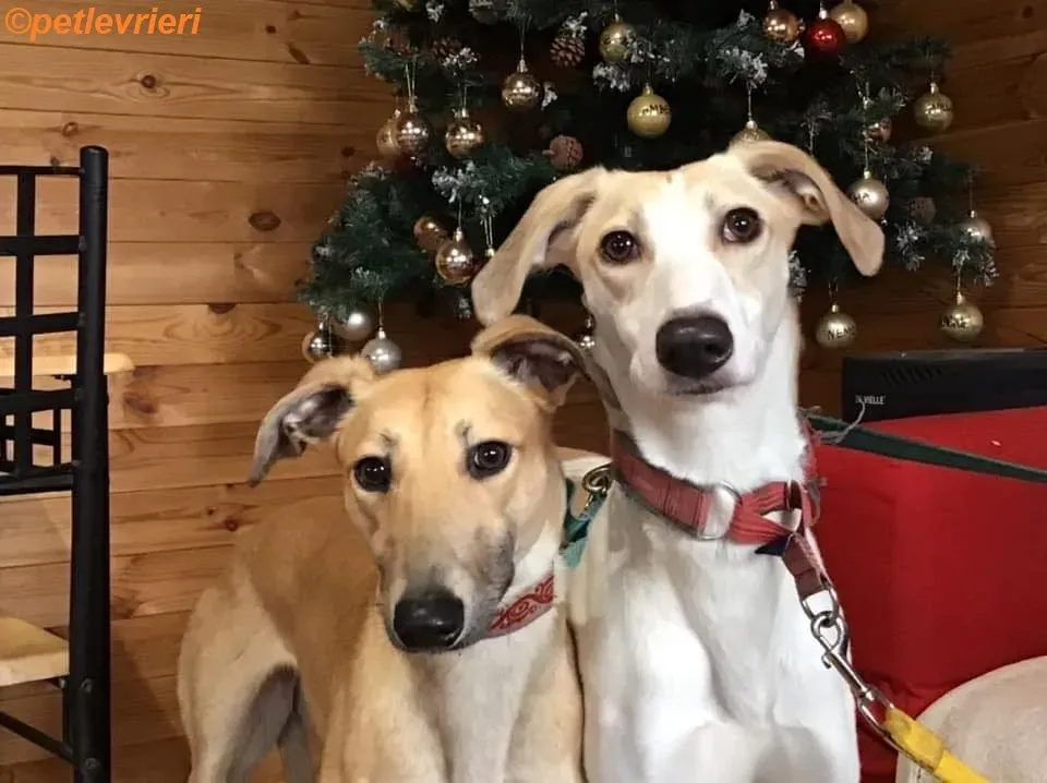 Suhani Capaldi adozione levrieri greyhound 1