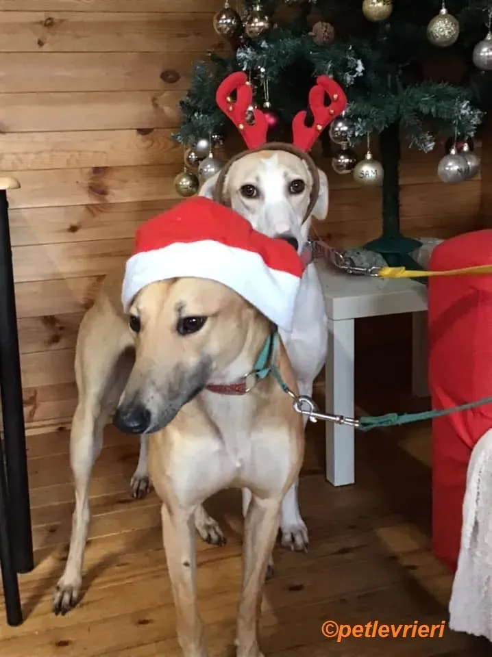 Suhani Capaldi adozione levrieri greyhound 10