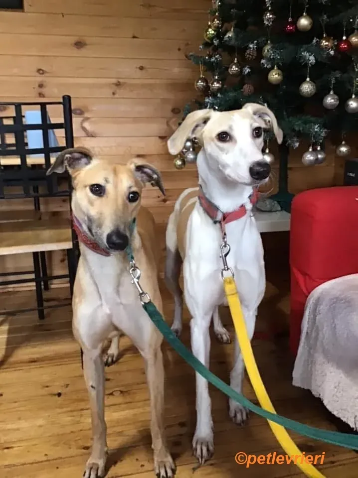 Suhani Capaldi adozione levrieri greyhound 11