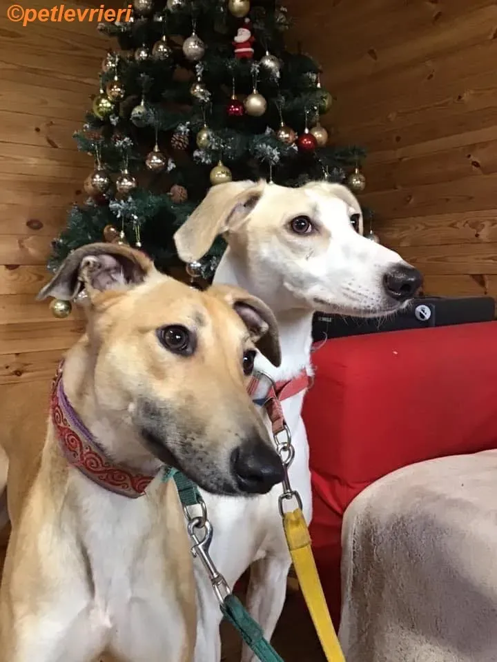 Suhani Capaldi adozione levrieri greyhound 2