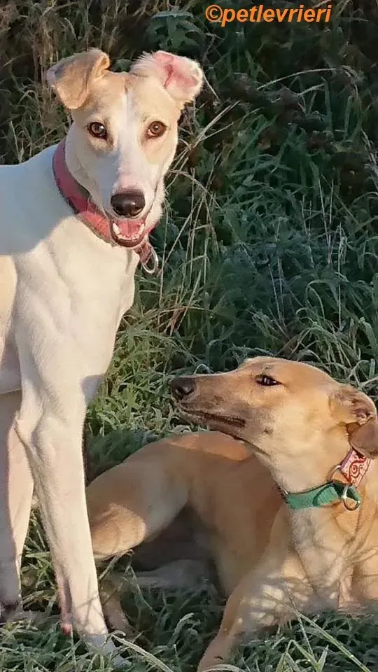 Suhani Capaldi adozione levrieri greyhound 3