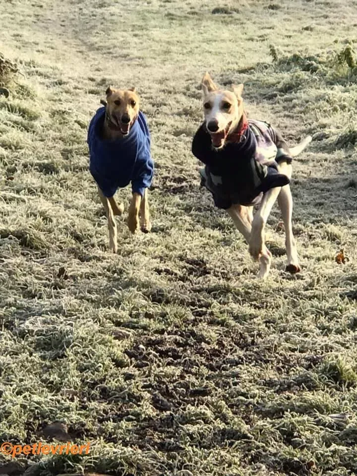 Suhani Capaldi adozione levrieri greyhound 4