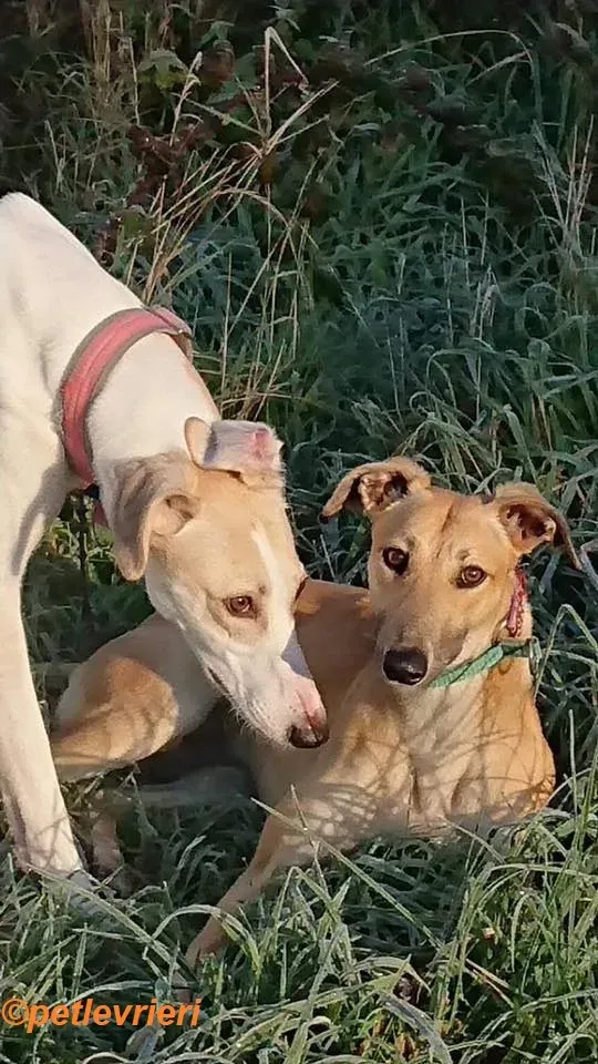 Suhani Capaldi adozione levrieri greyhound 5