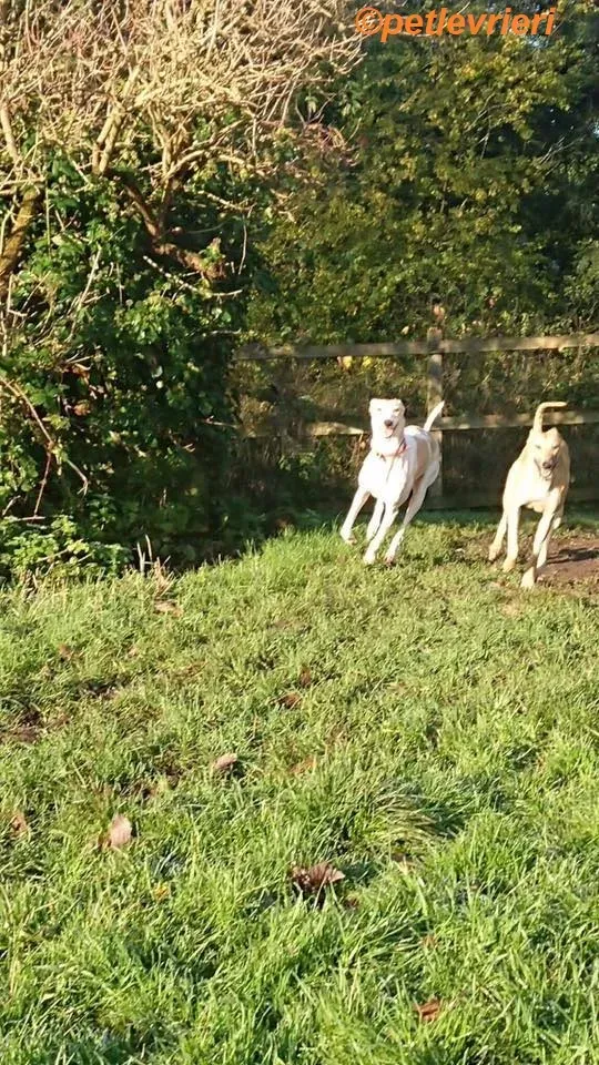 Suhani Capaldi adozione levrieri greyhound 6