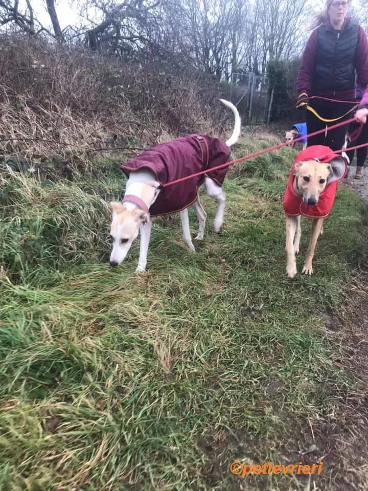 Suhani Capaldi adozione levrieri greyhound 7