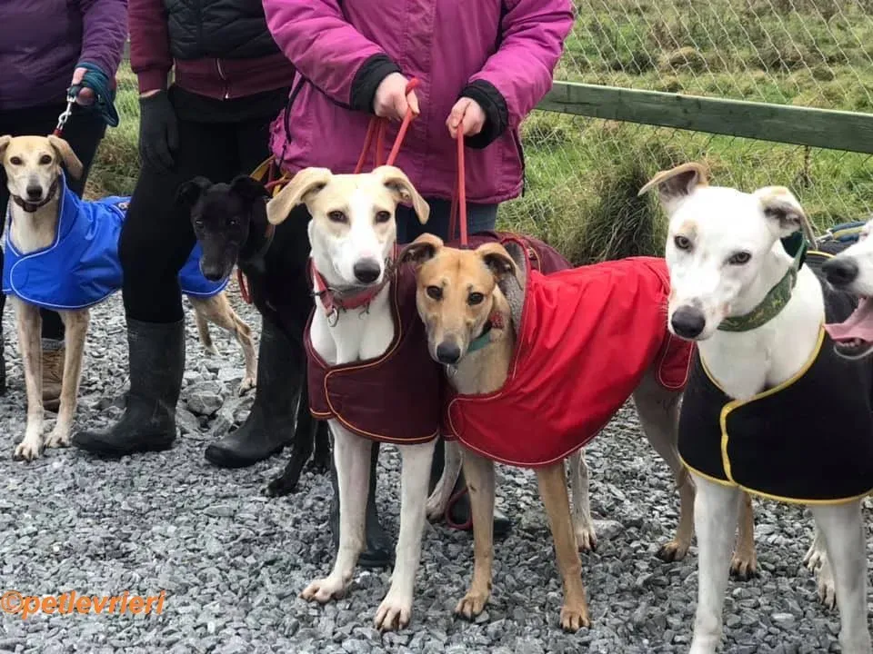 Suhani Capaldi adozione levrieri greyhound 8