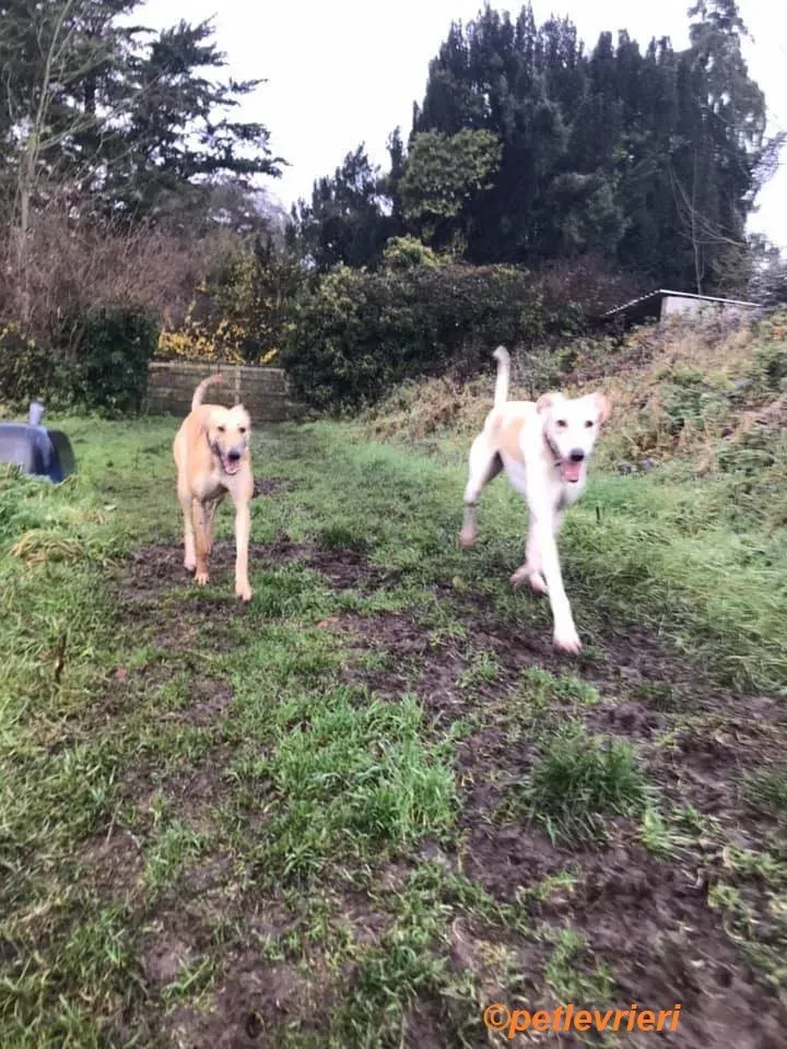 Suhani Capaldi adozione levrieri greyhound 9