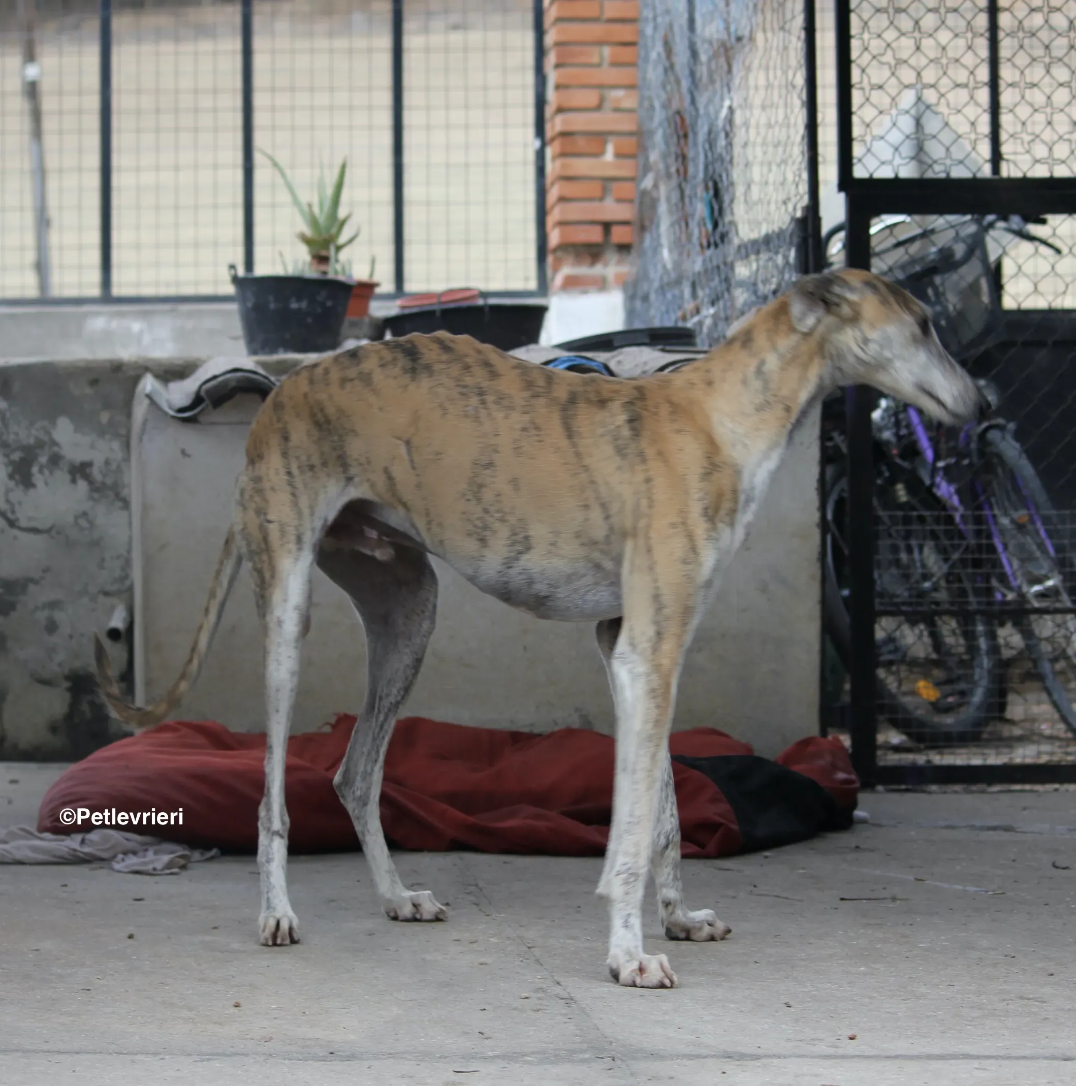 Sultan adozione levrieri galgo 05