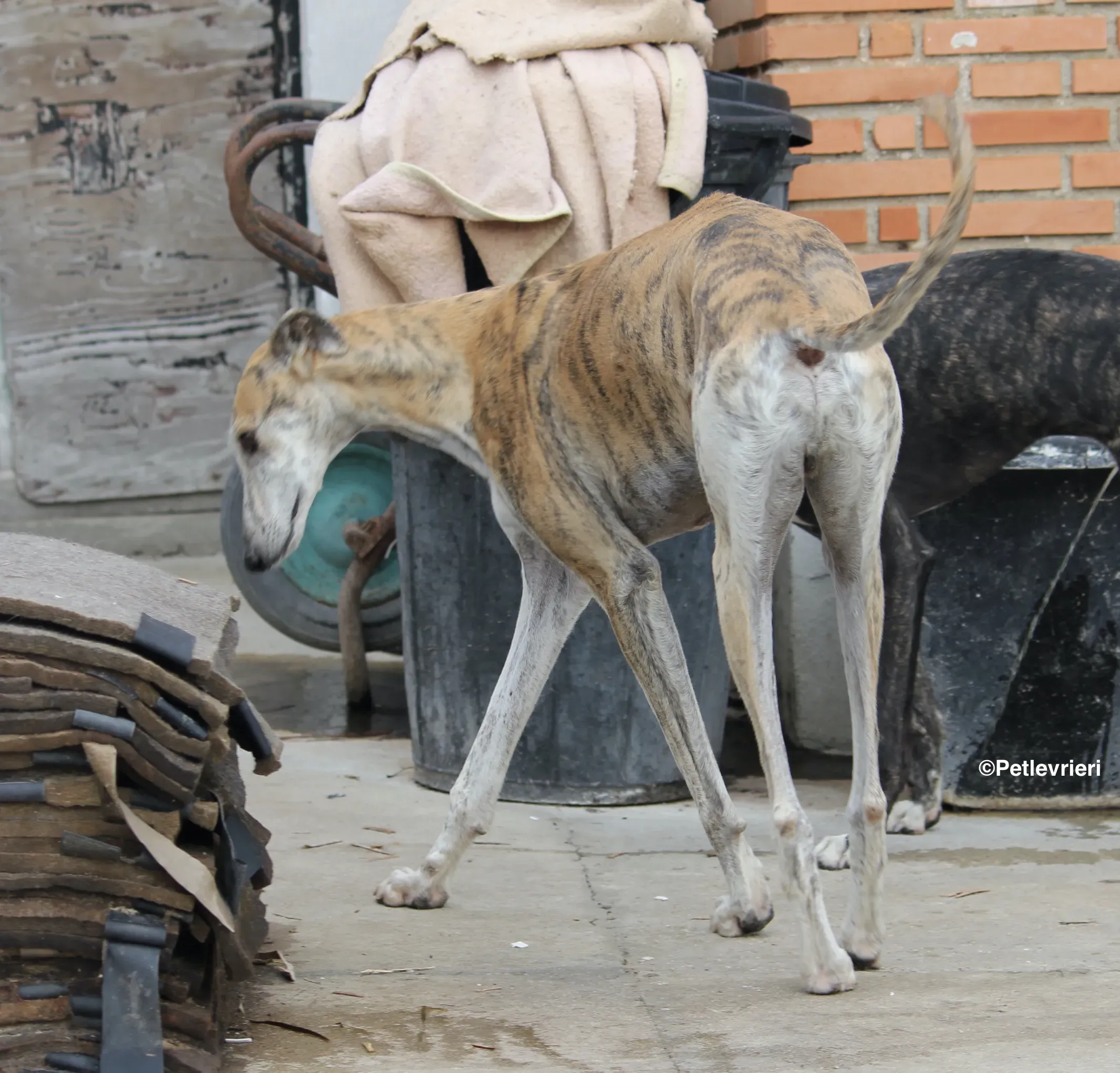 Sultan adozione levrieri galgo 06