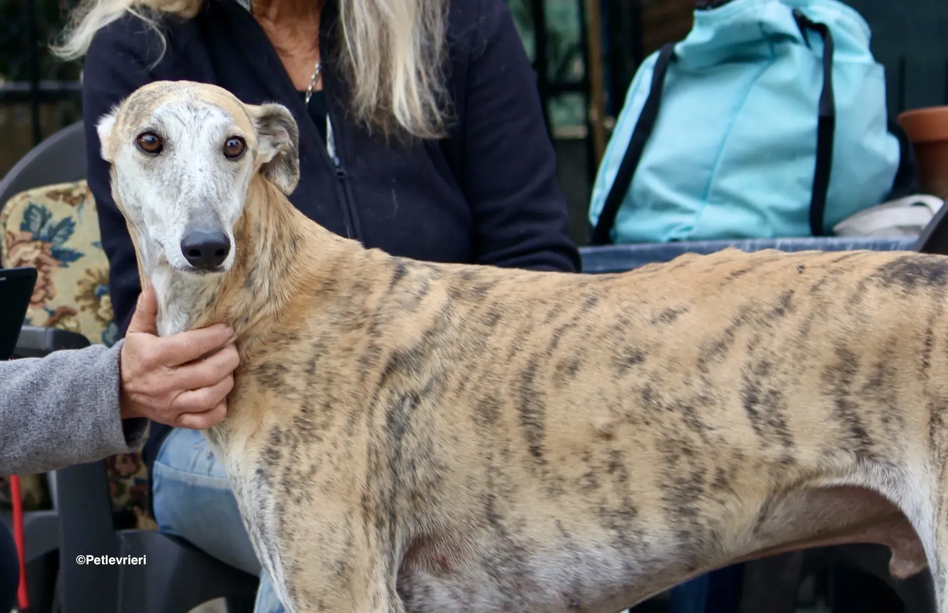 Sultan adozione levrieri galgo 07