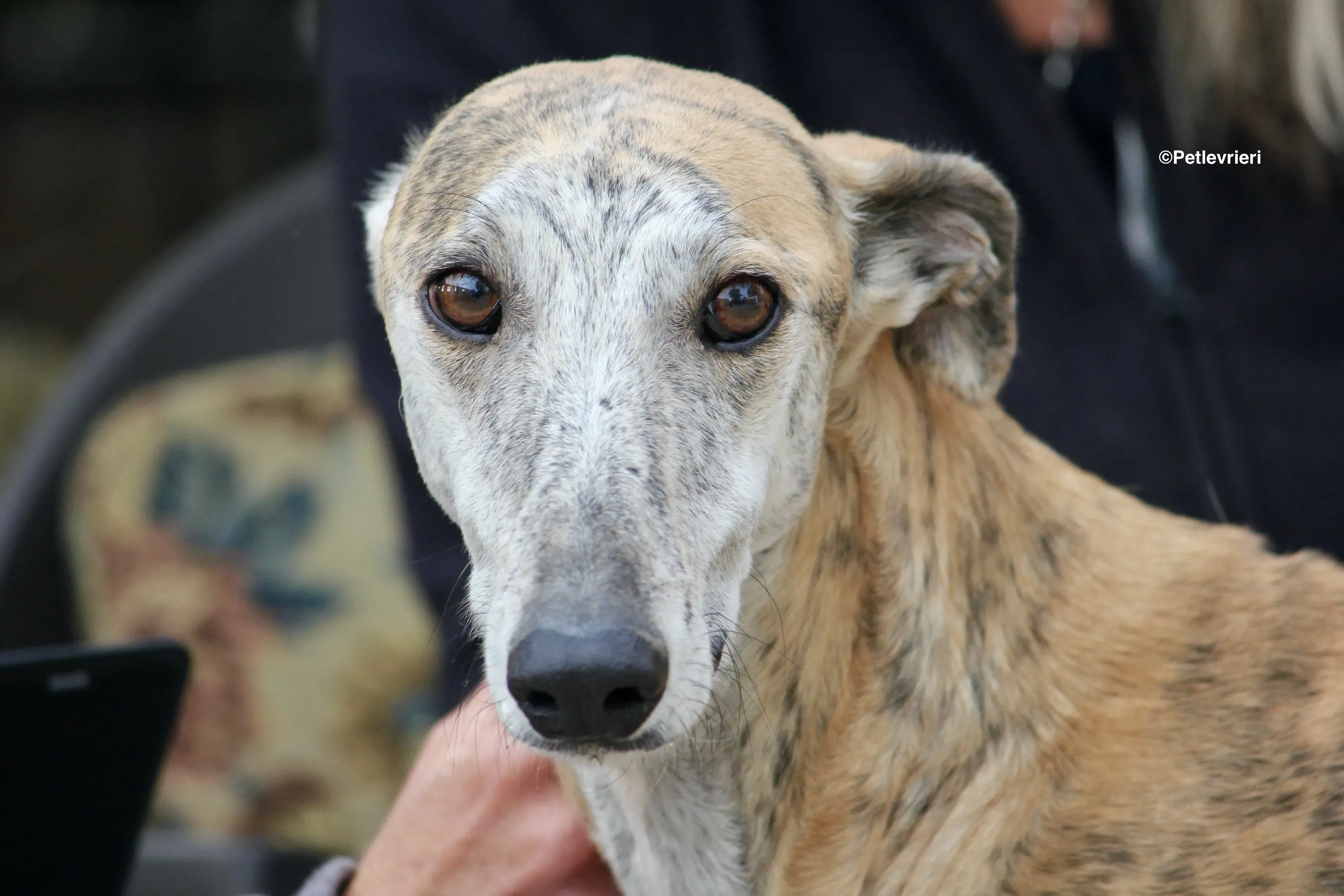 Sultan adozione levrieri galgo 08
