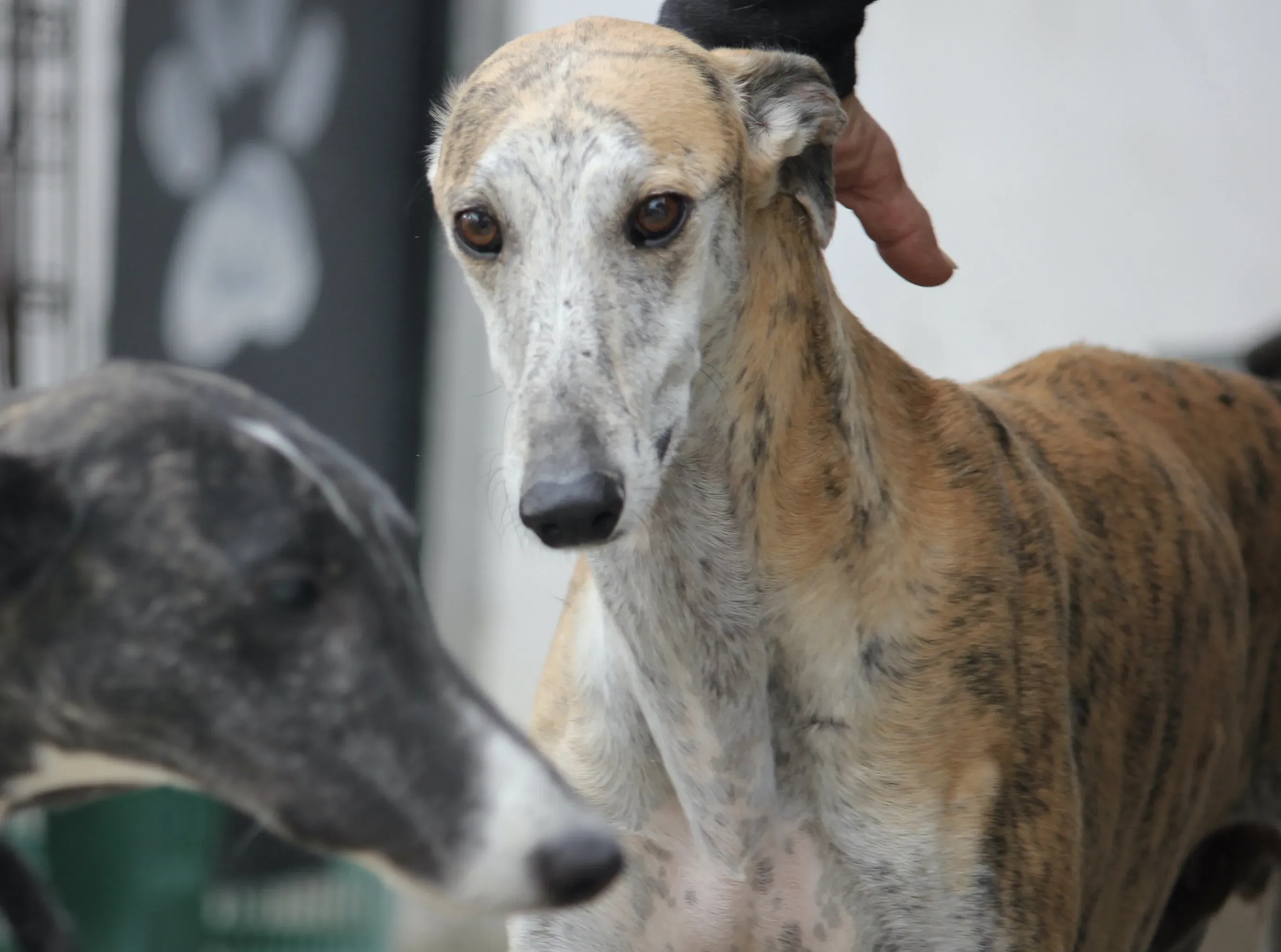 Sultan adozione levrieri galgo 09