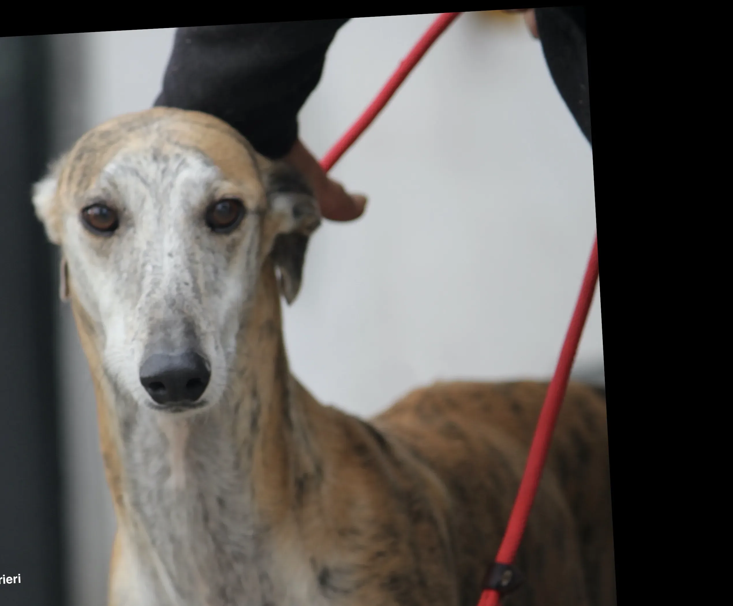 Sultan adozione levrieri galgo 10