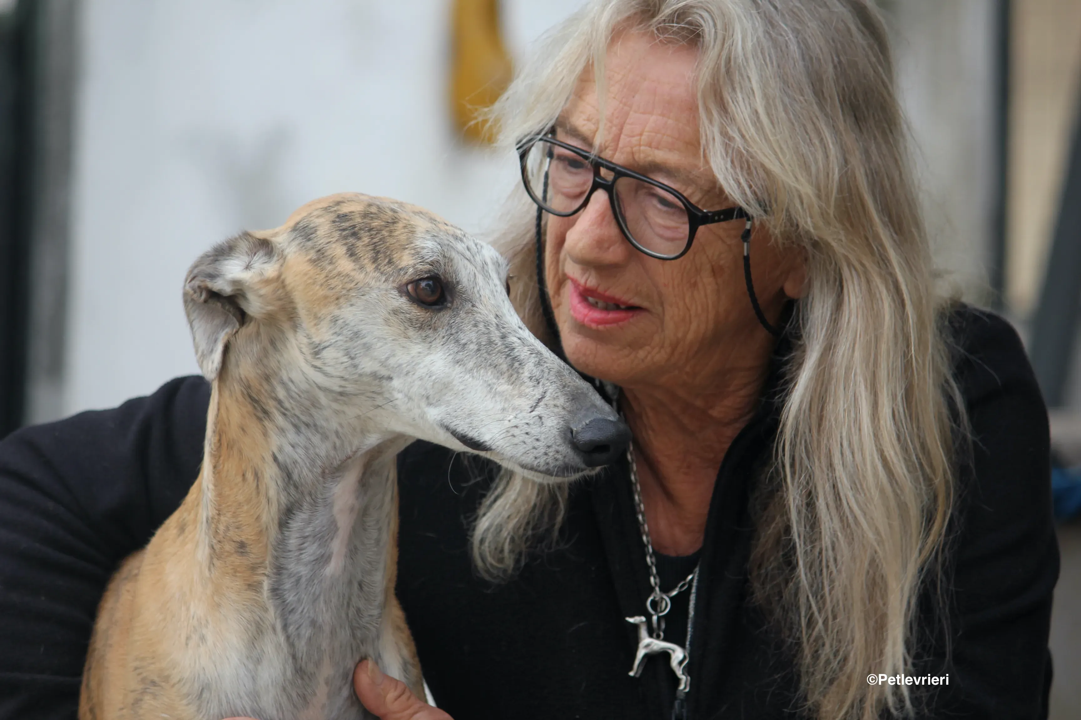 Sultan adozione levrieri galgo 11