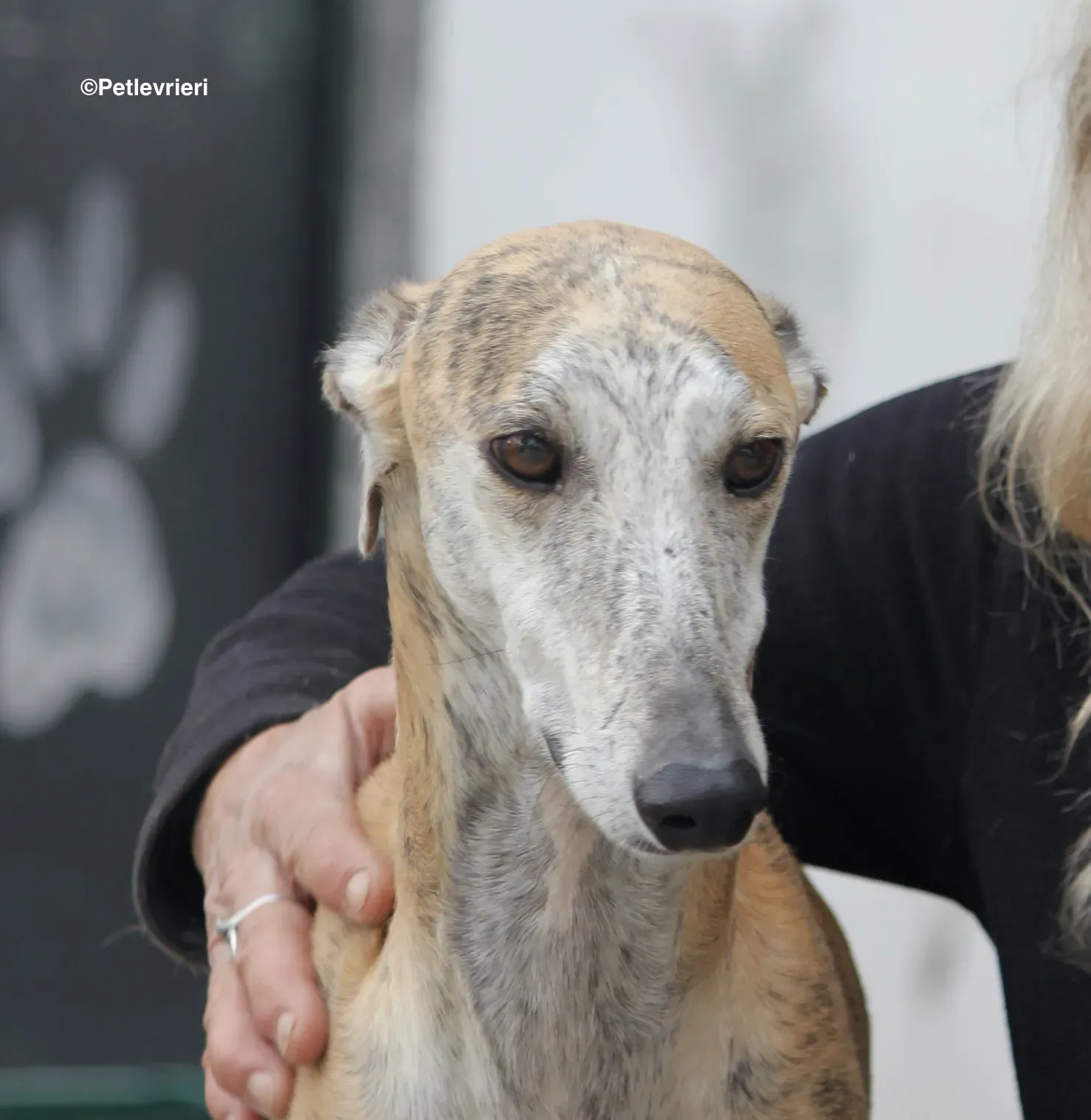 Sultan adozione levrieri galgo 12