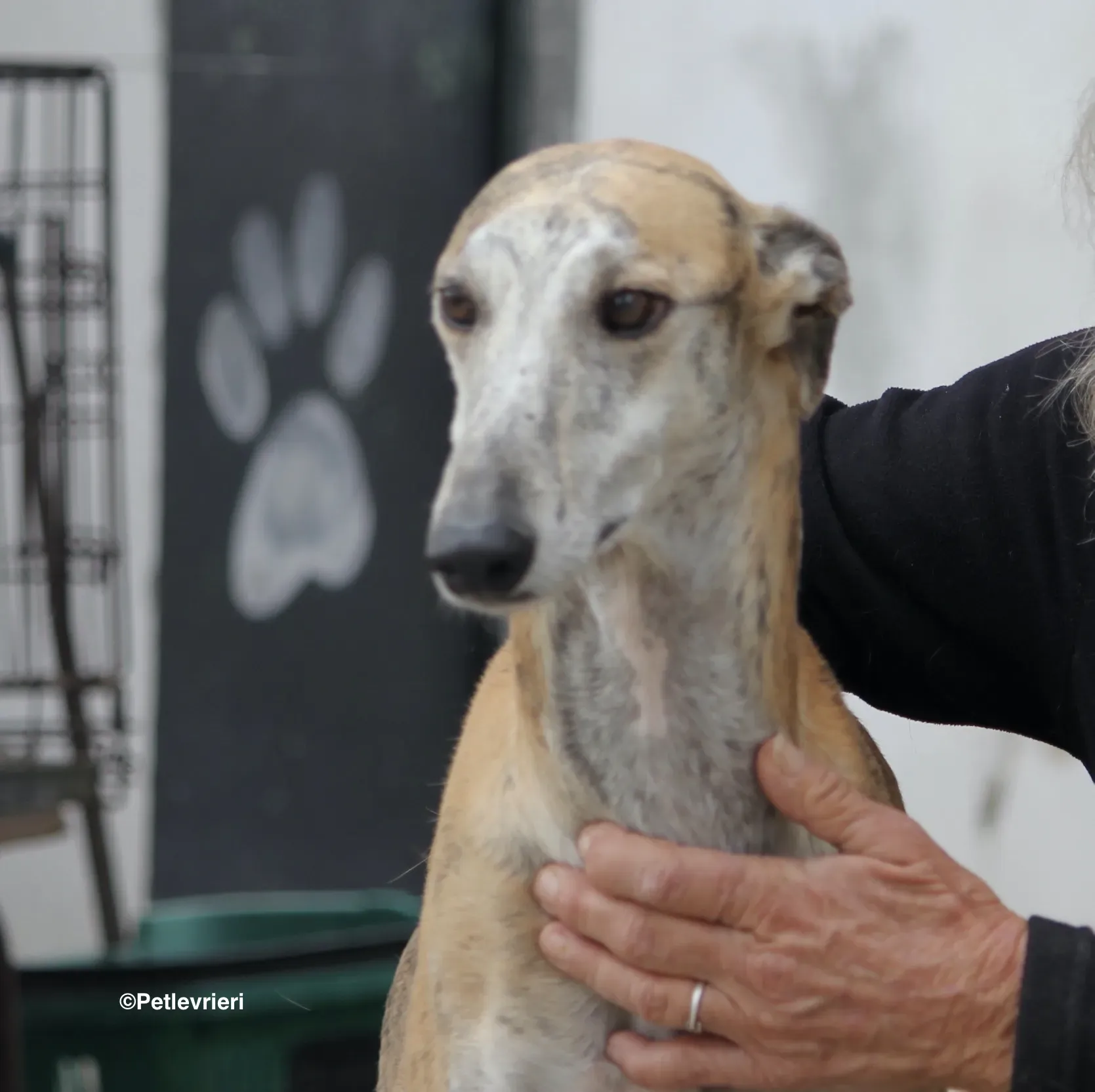 Sultan adozione levrieri galgo 13